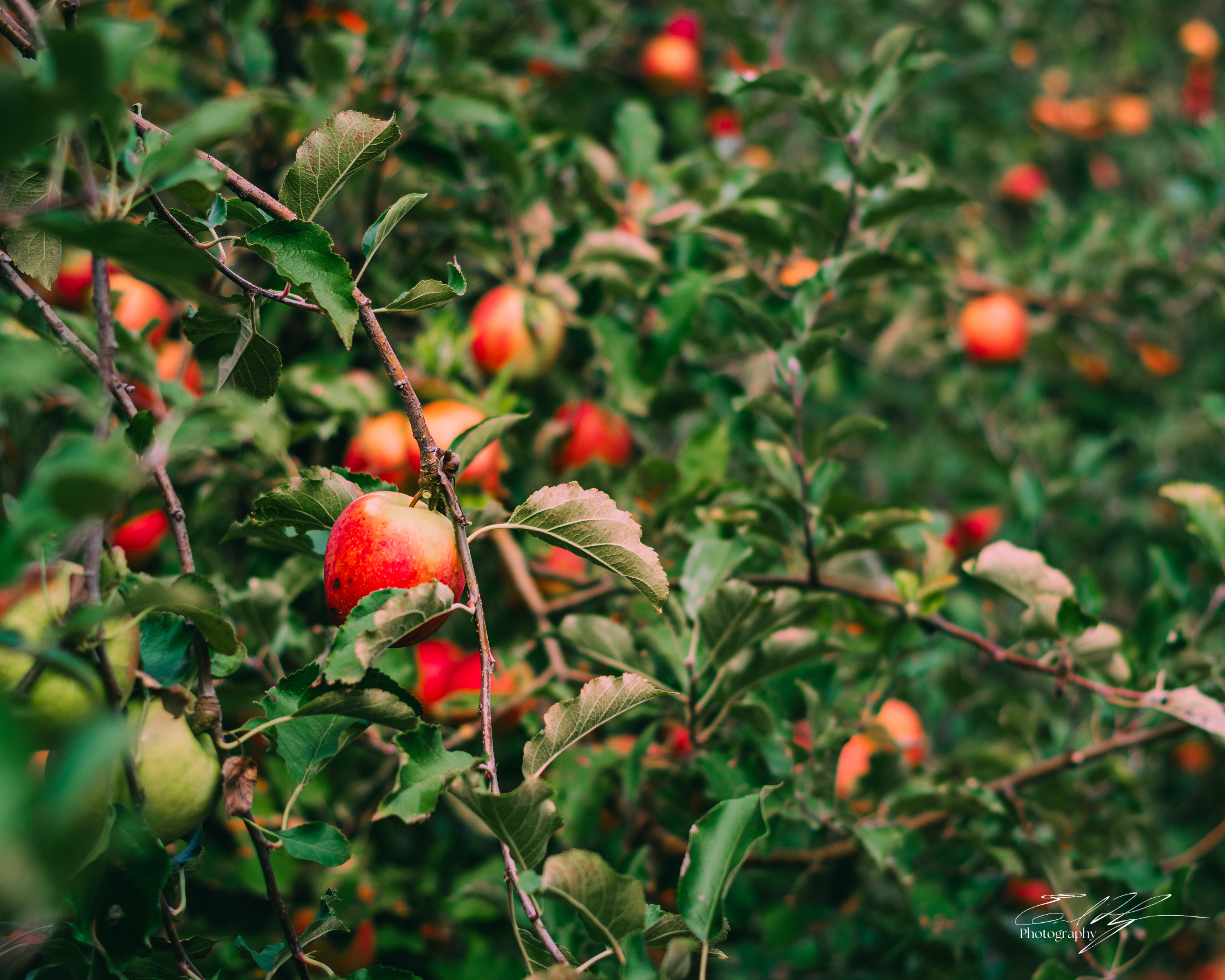 Ellijay Apple Orchard October 2024   IV