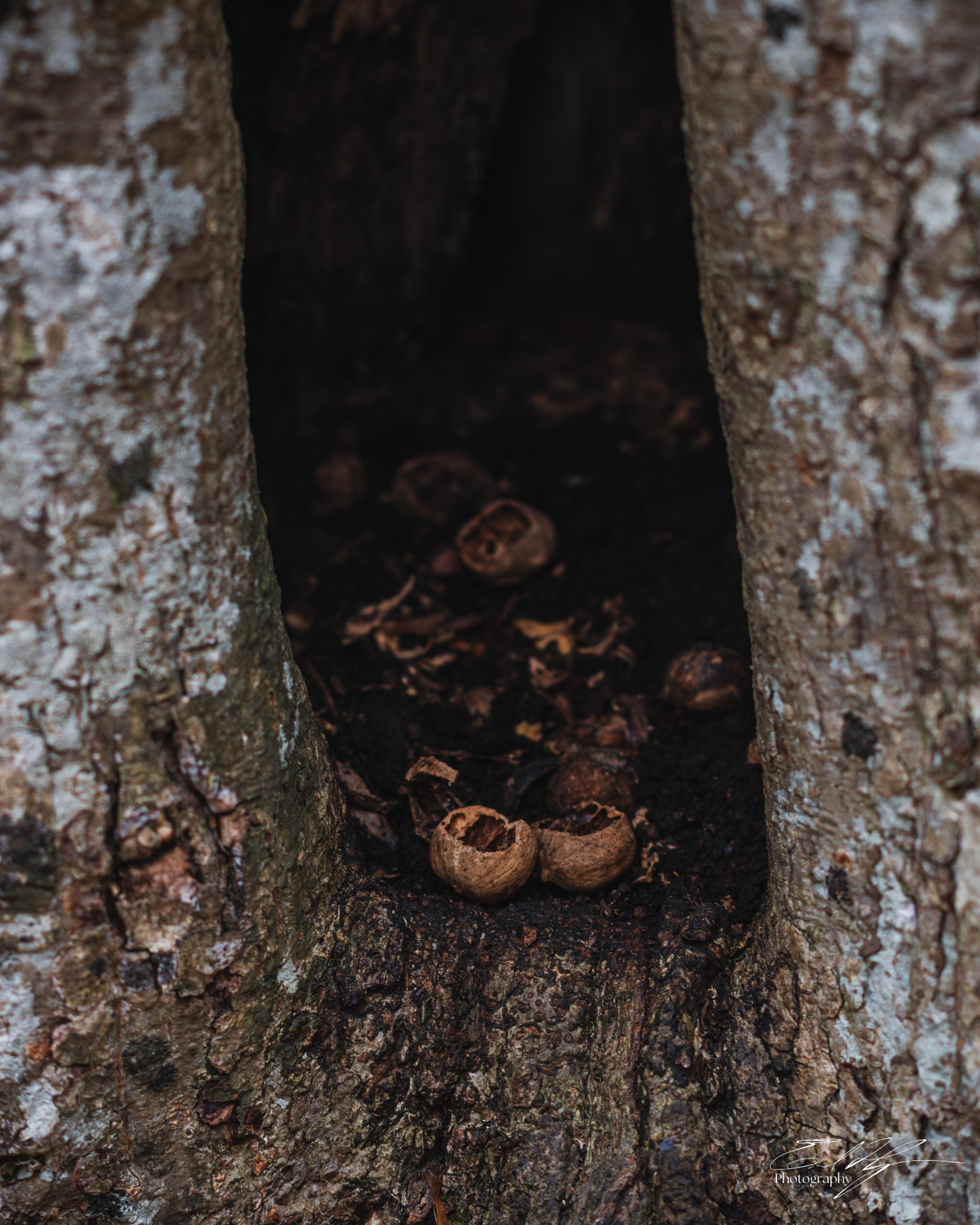 Early Spring 2025   VIII