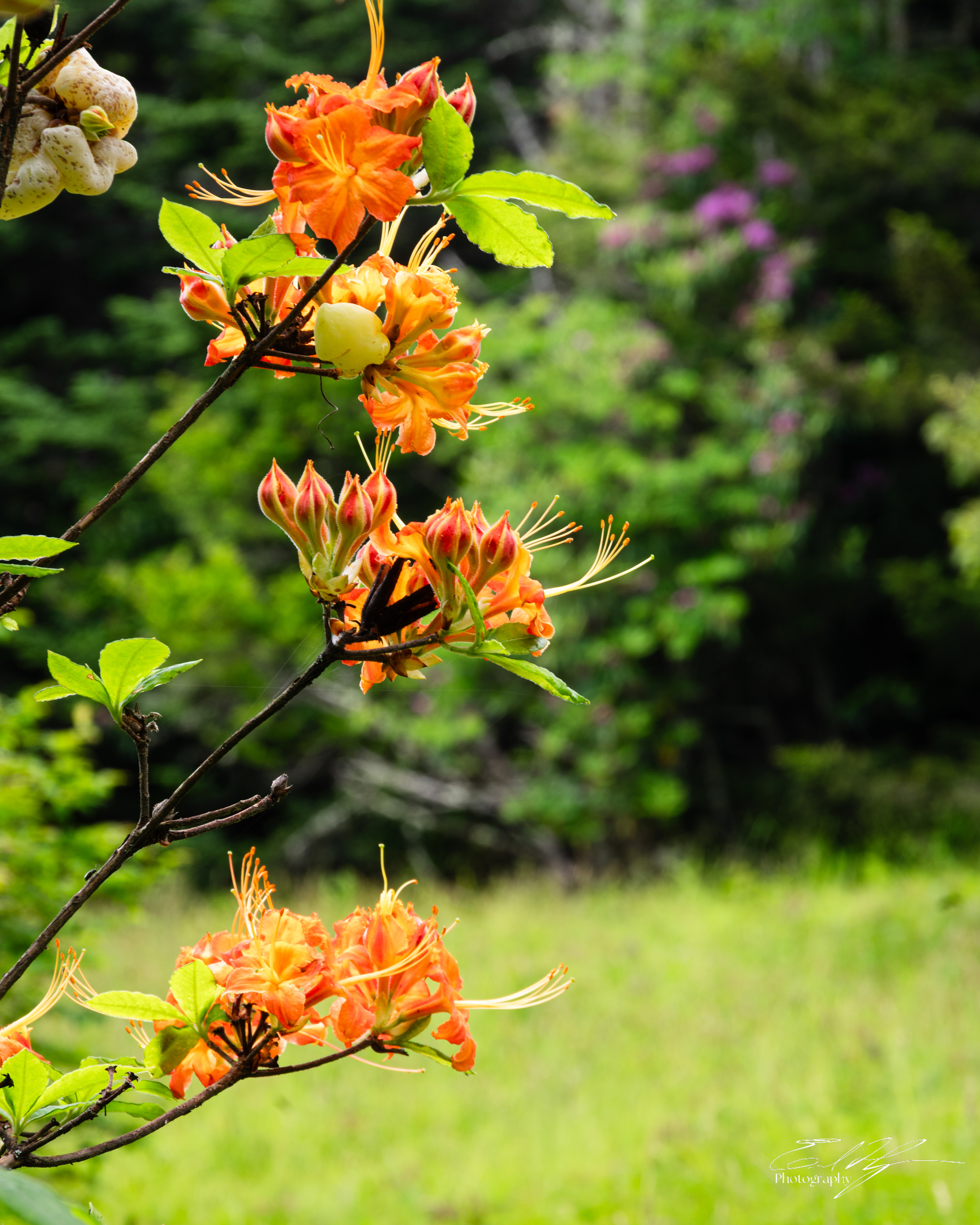Andrew's Bald June 2025 VI