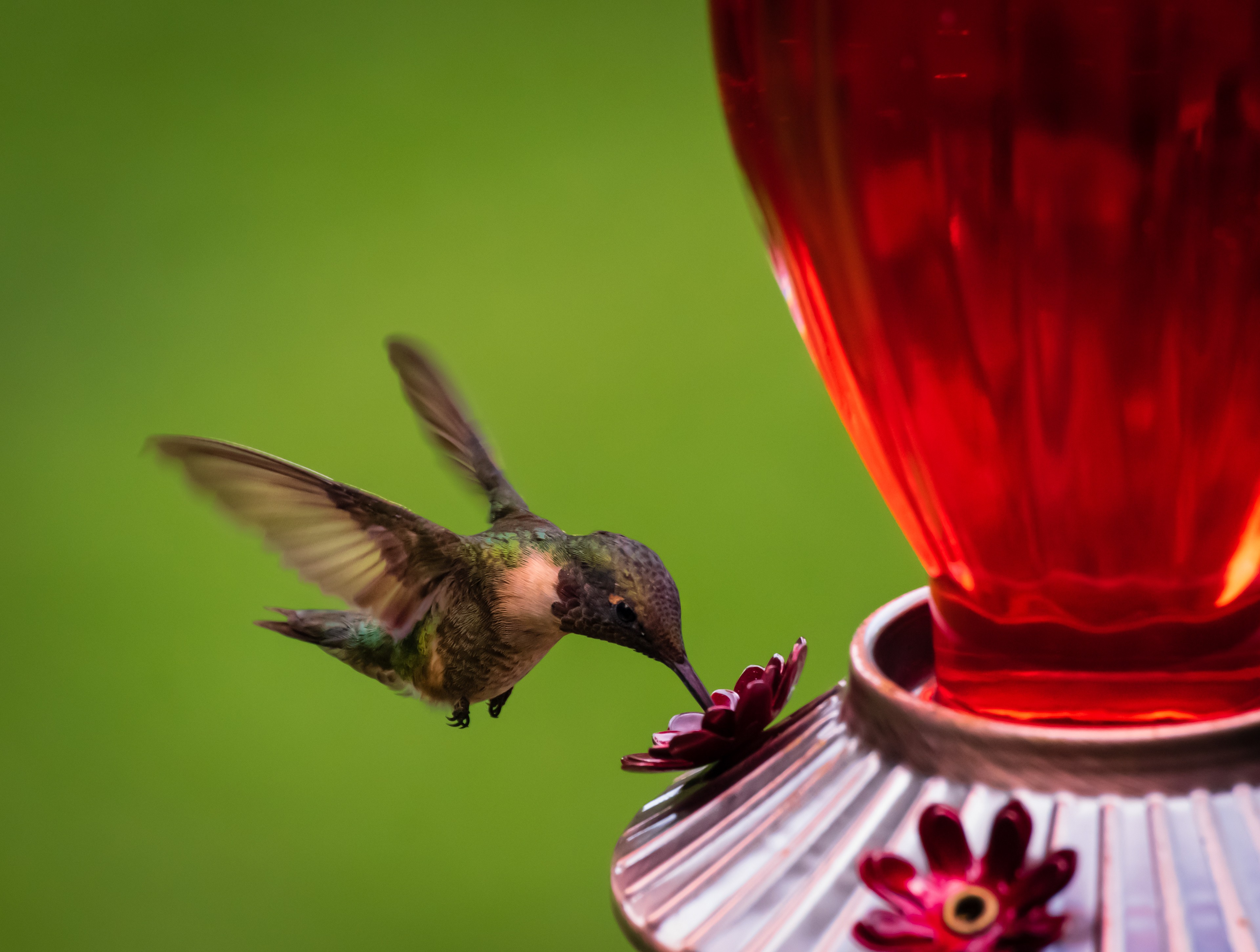 Hummingbird August 2022   V