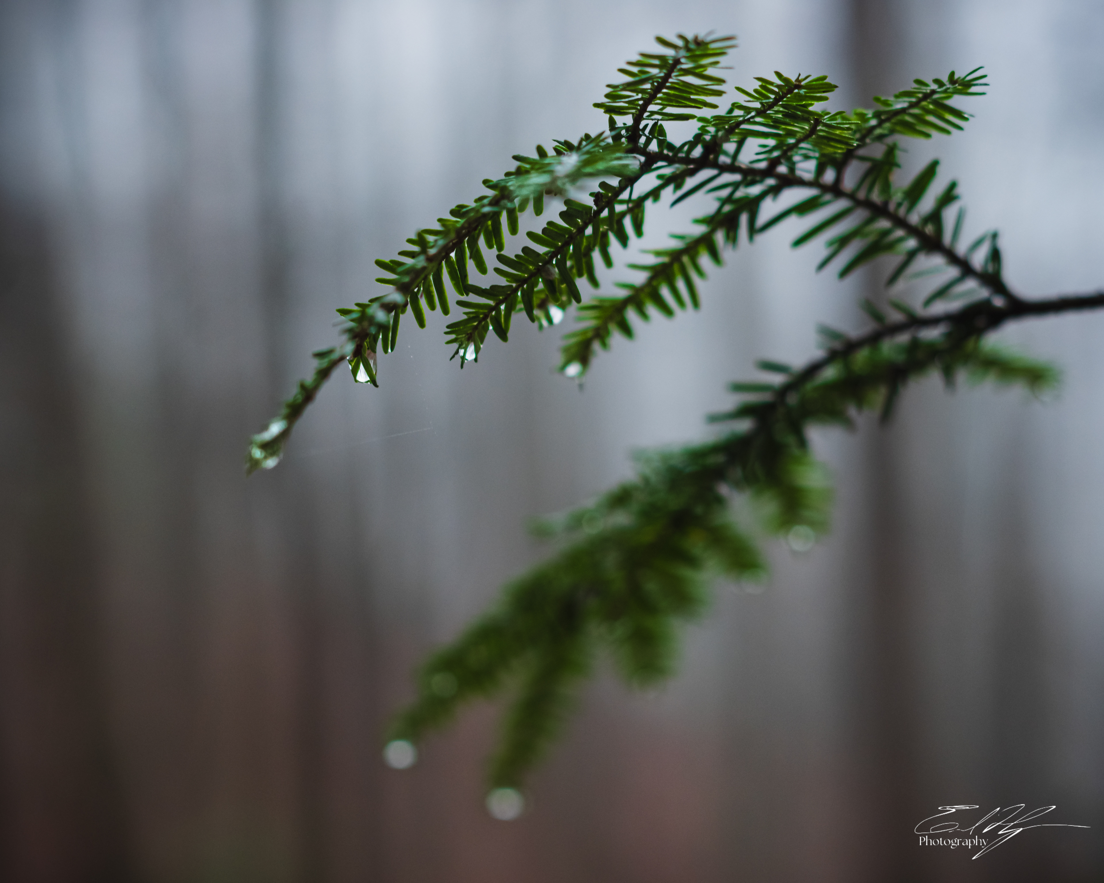 Early Spring 2025   XII