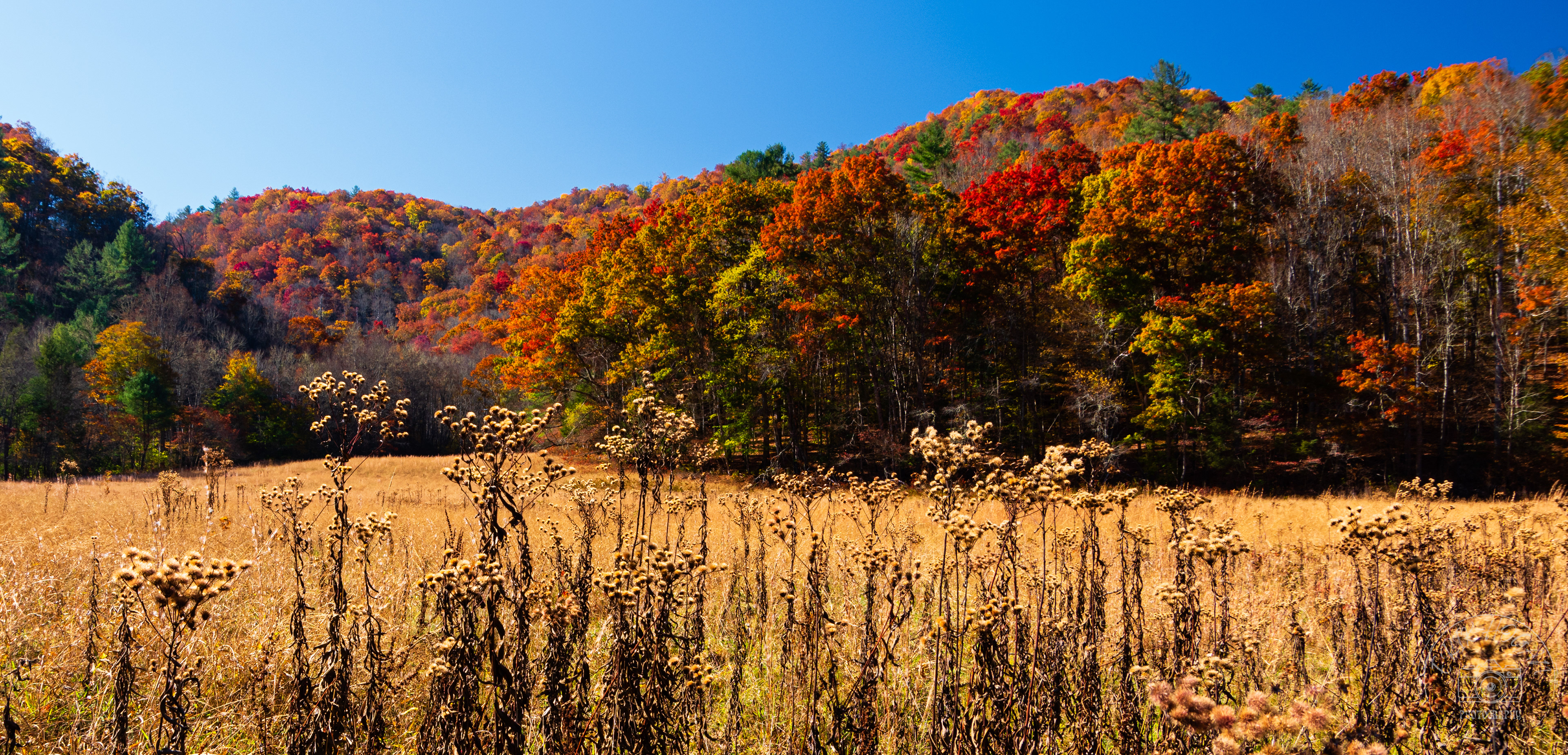 Cataloochee Valley October 2022   VI