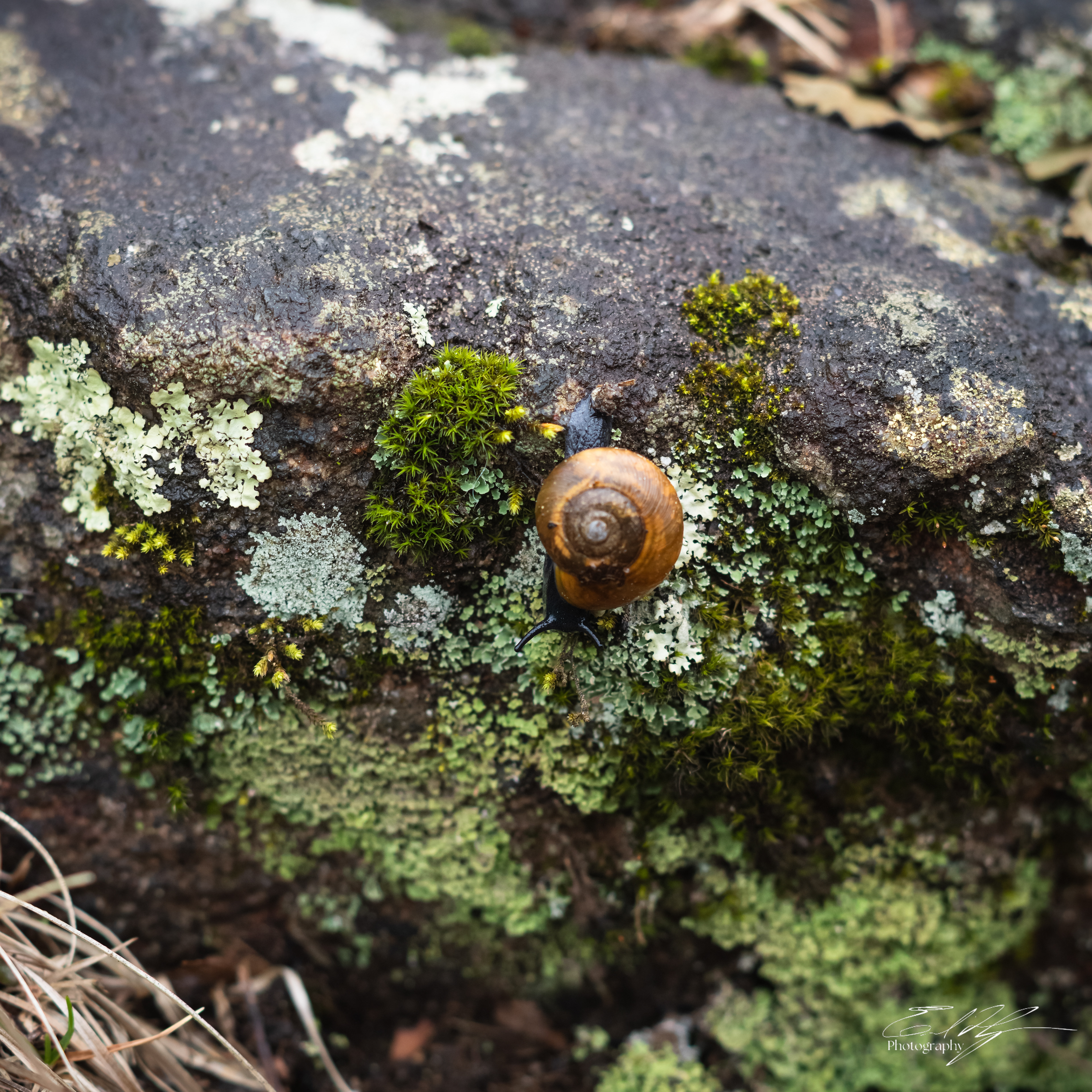 Early Spring 2025   XXIV