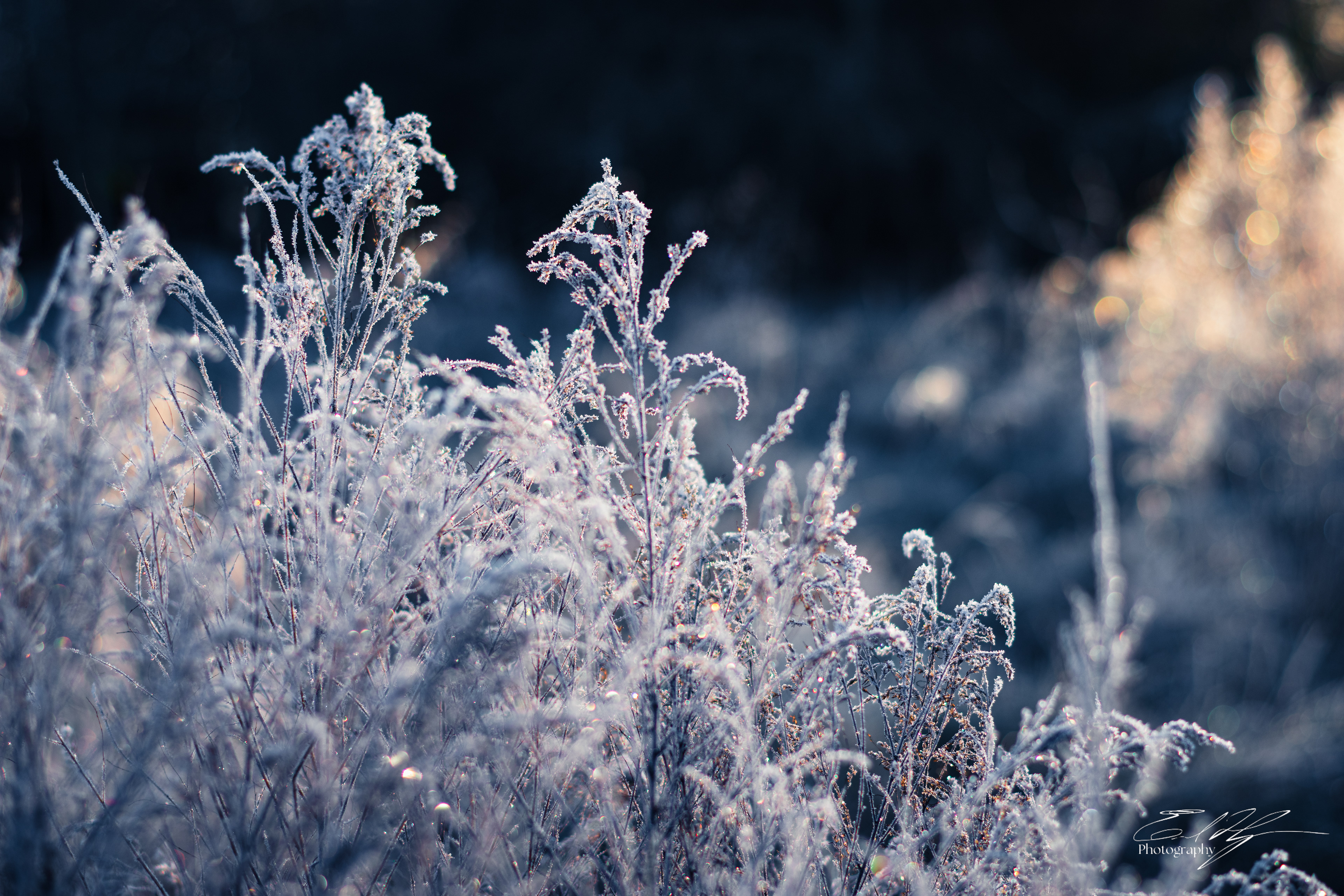 Frosty Sunrise January 2025   VII