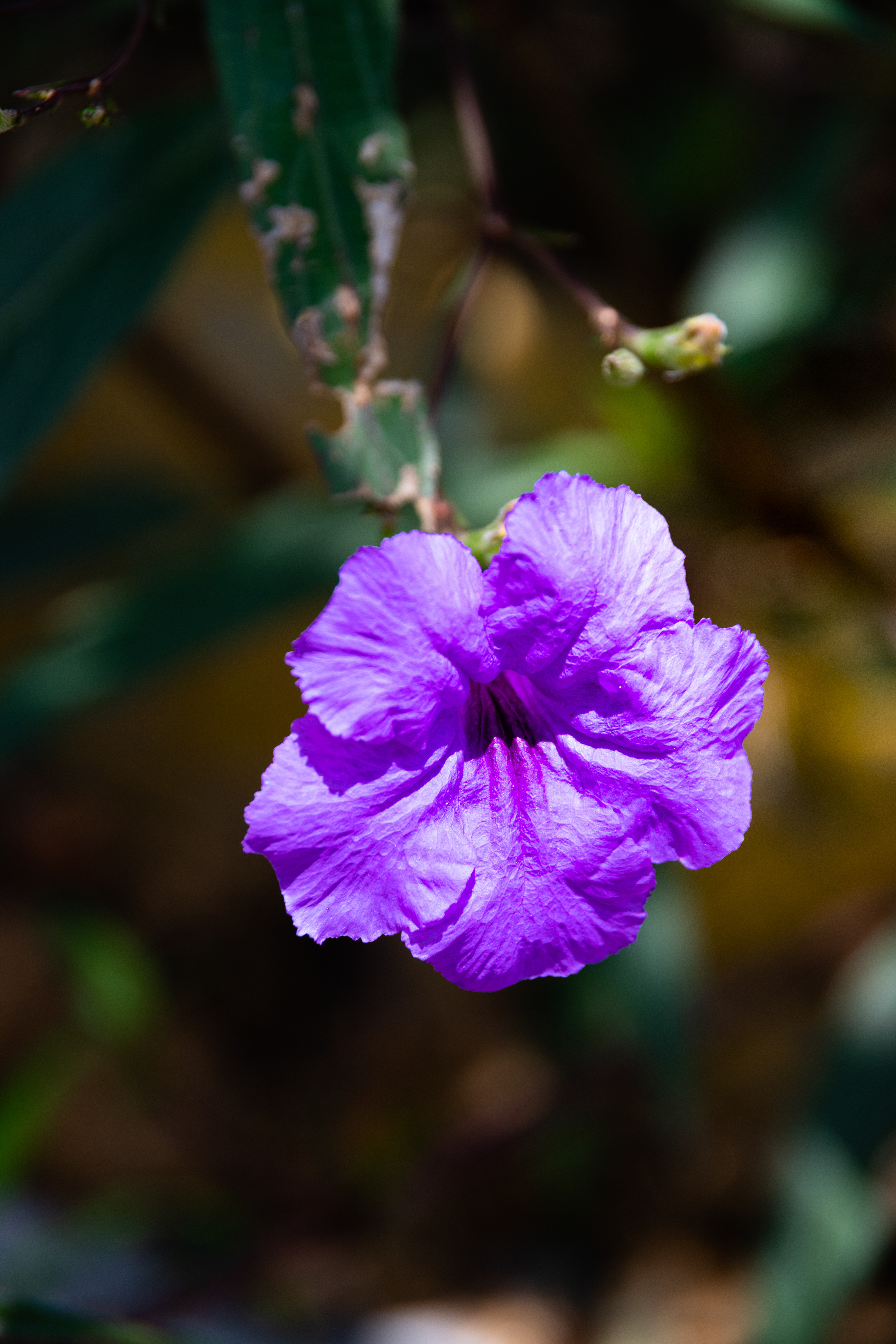 Puerto Plata, Dominican Republic July 2021   XXI