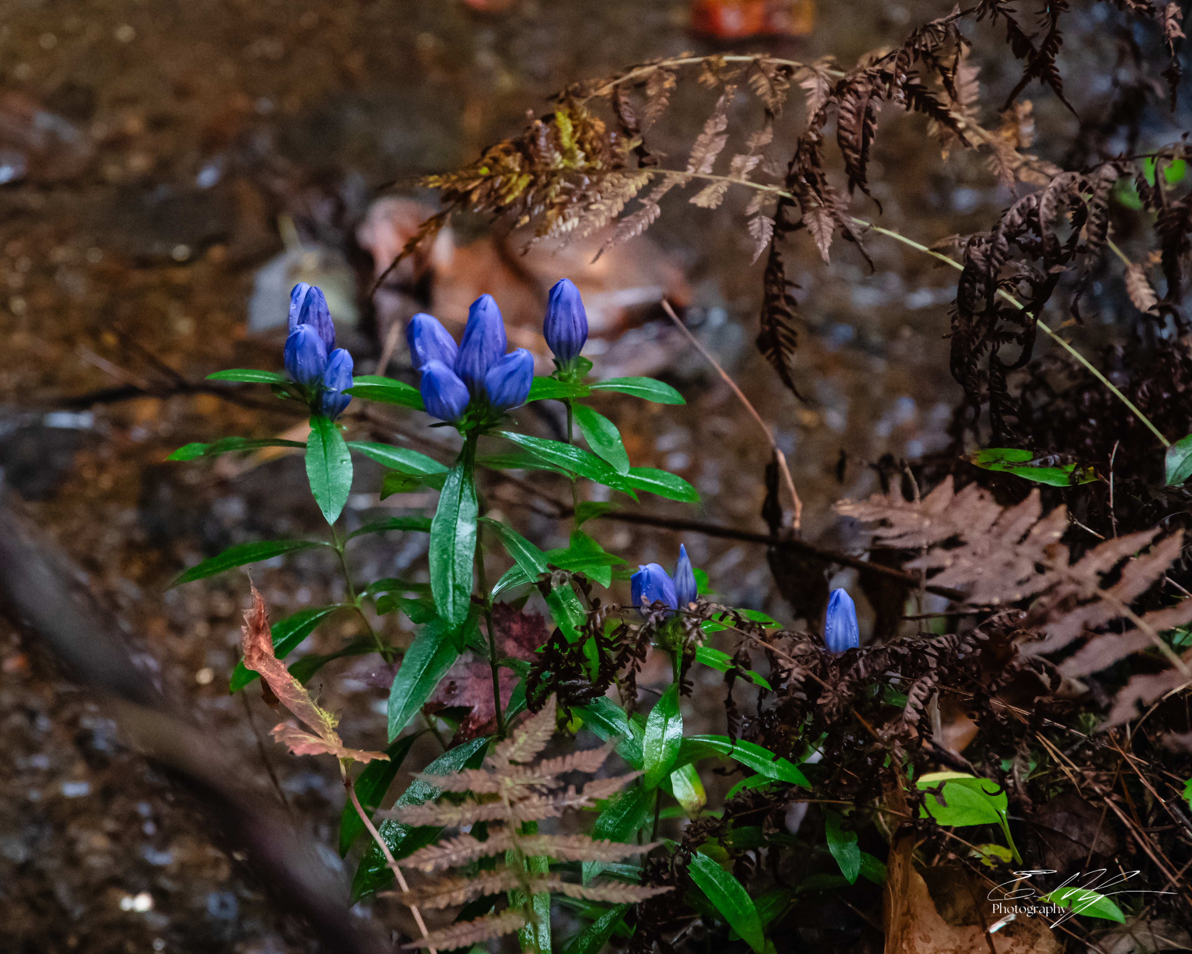 Day 1  Gentiana Linearis