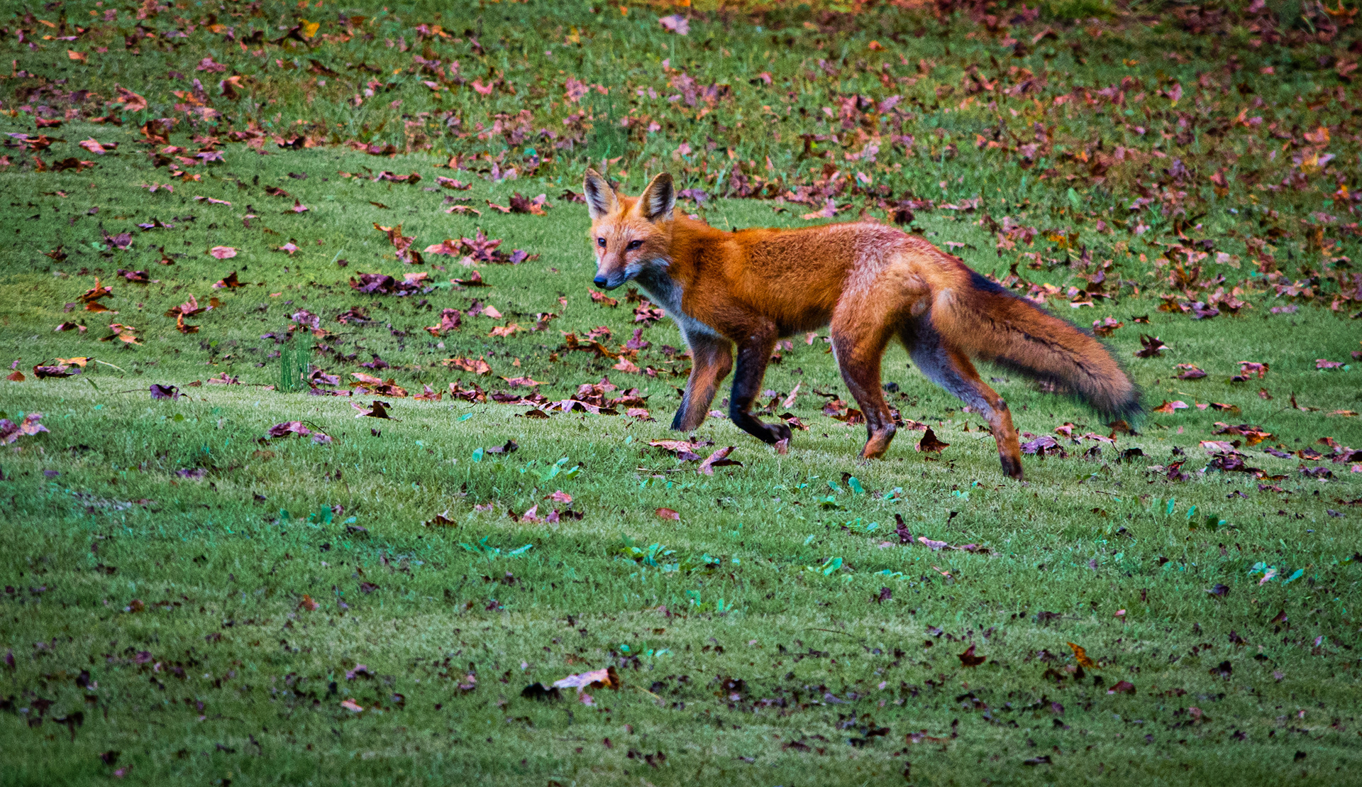Red Fox October 2021