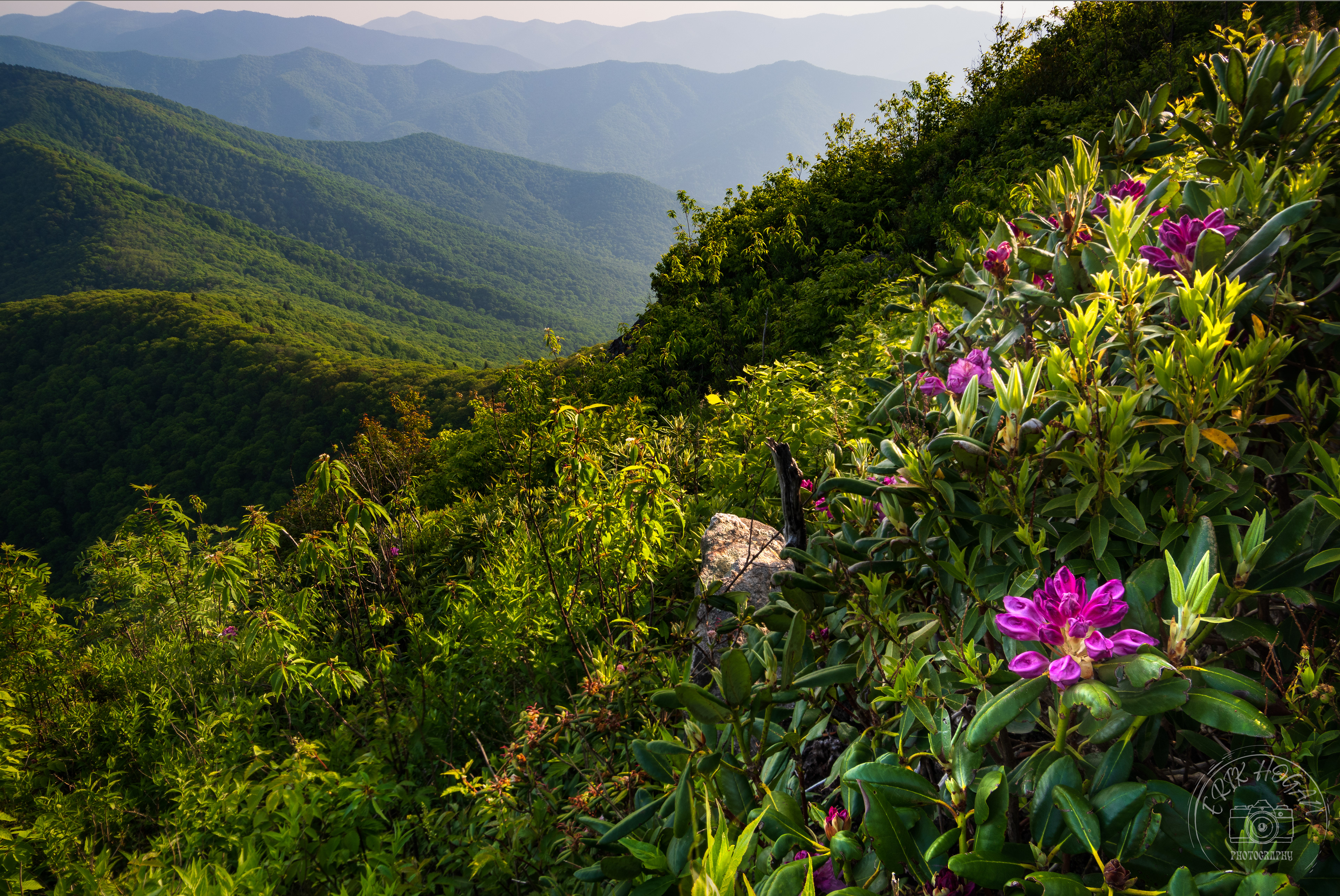 Shining Rock Wilderness June 2023