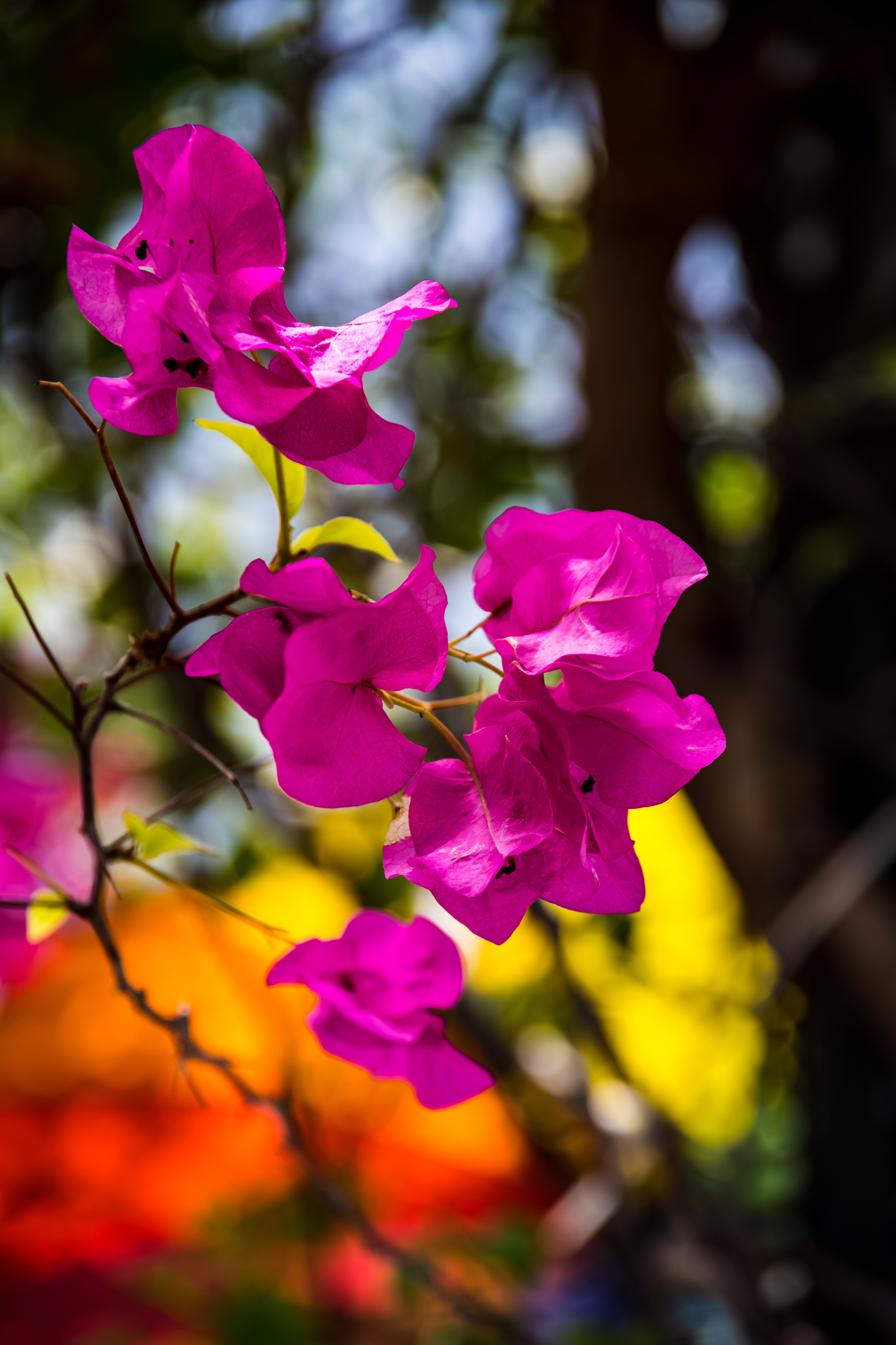 Puerto Plata, Dominican Republic July 2021   XIII