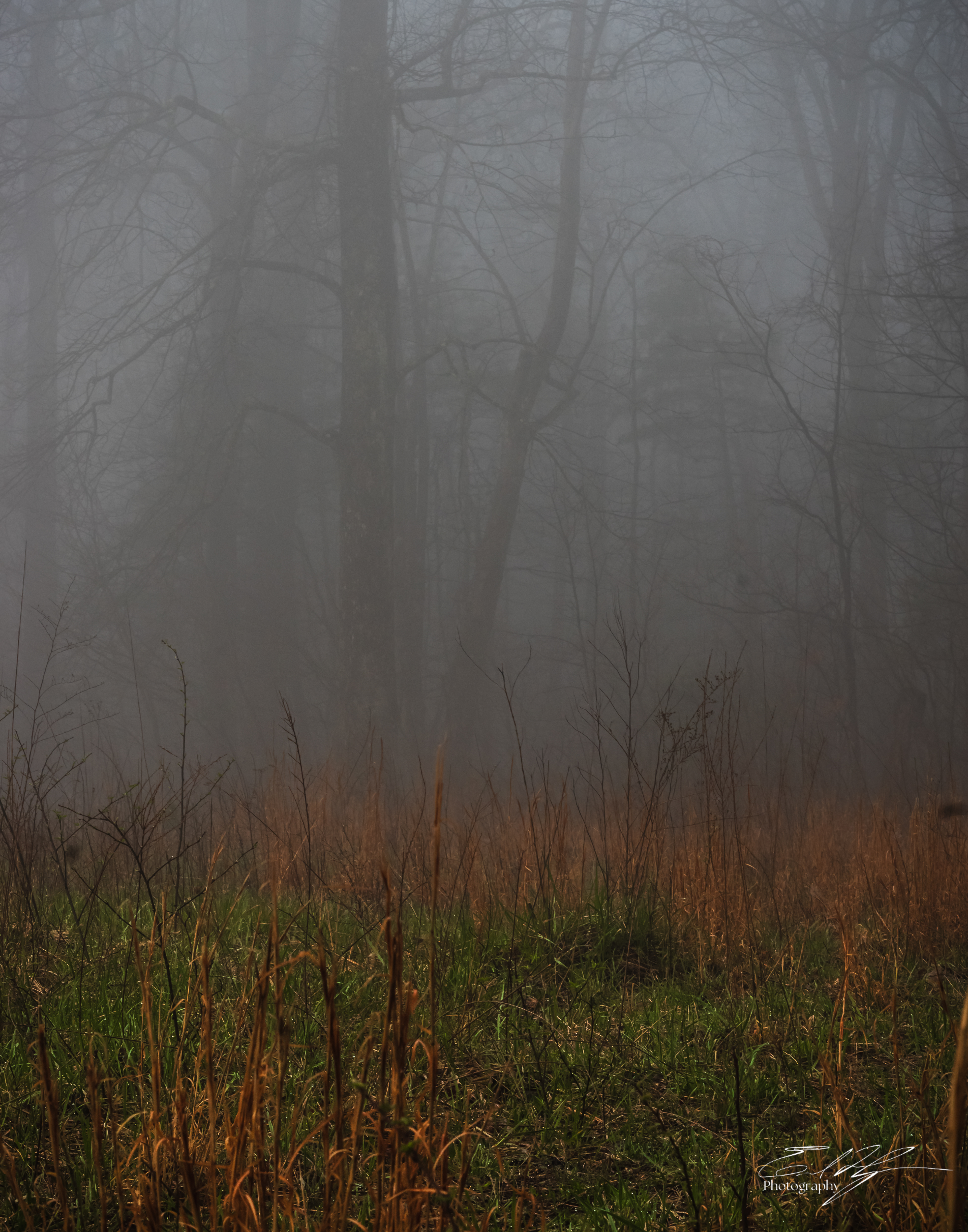 Early Spring 2025   XIII