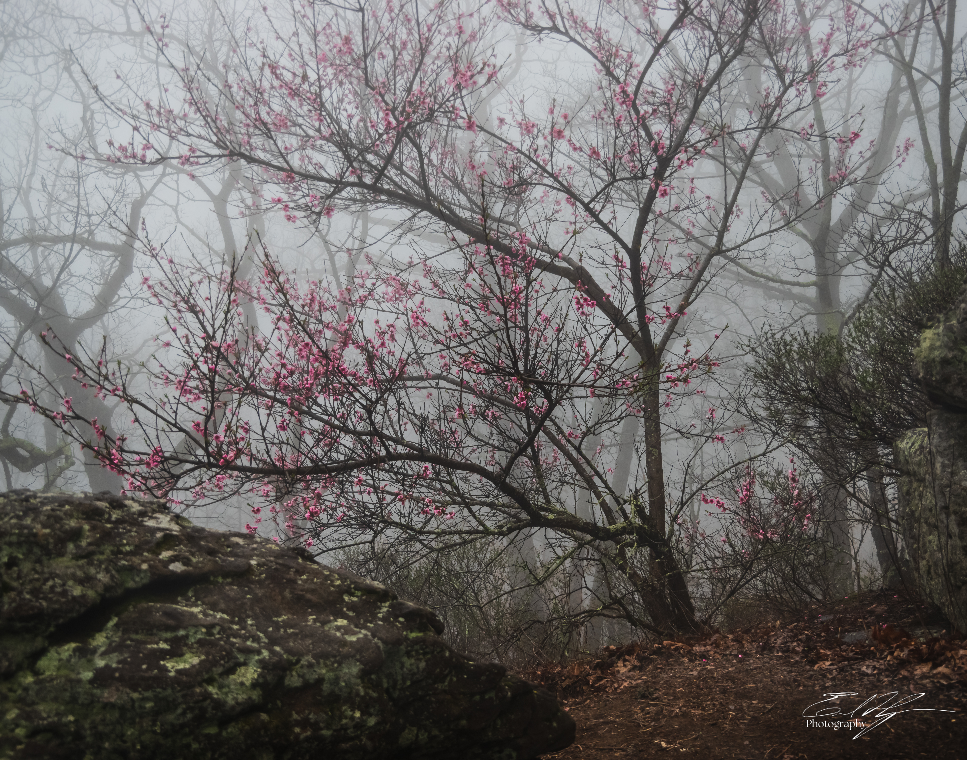 Blood Mountain   III