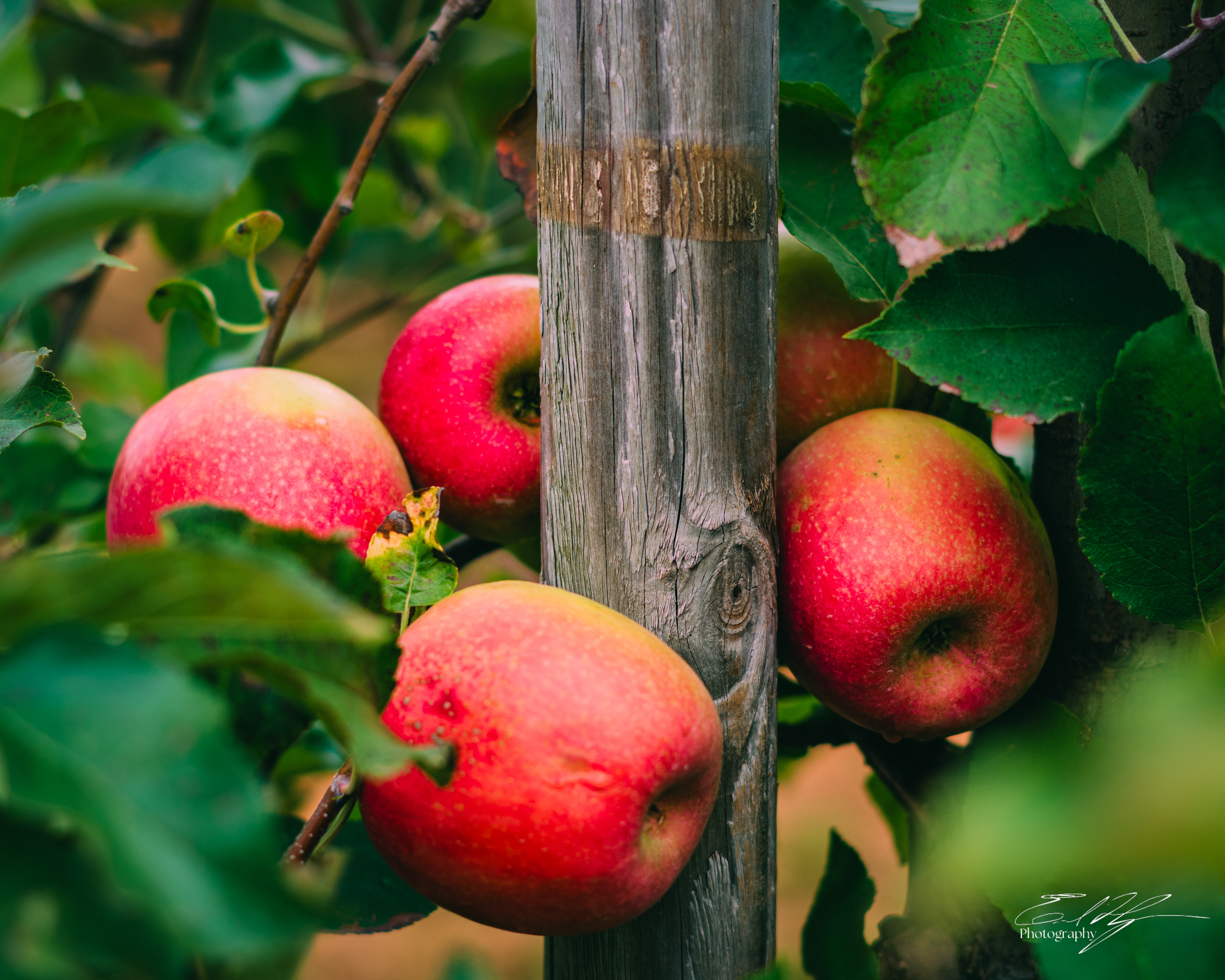 Ellijay Apple Orchard October 2024   III