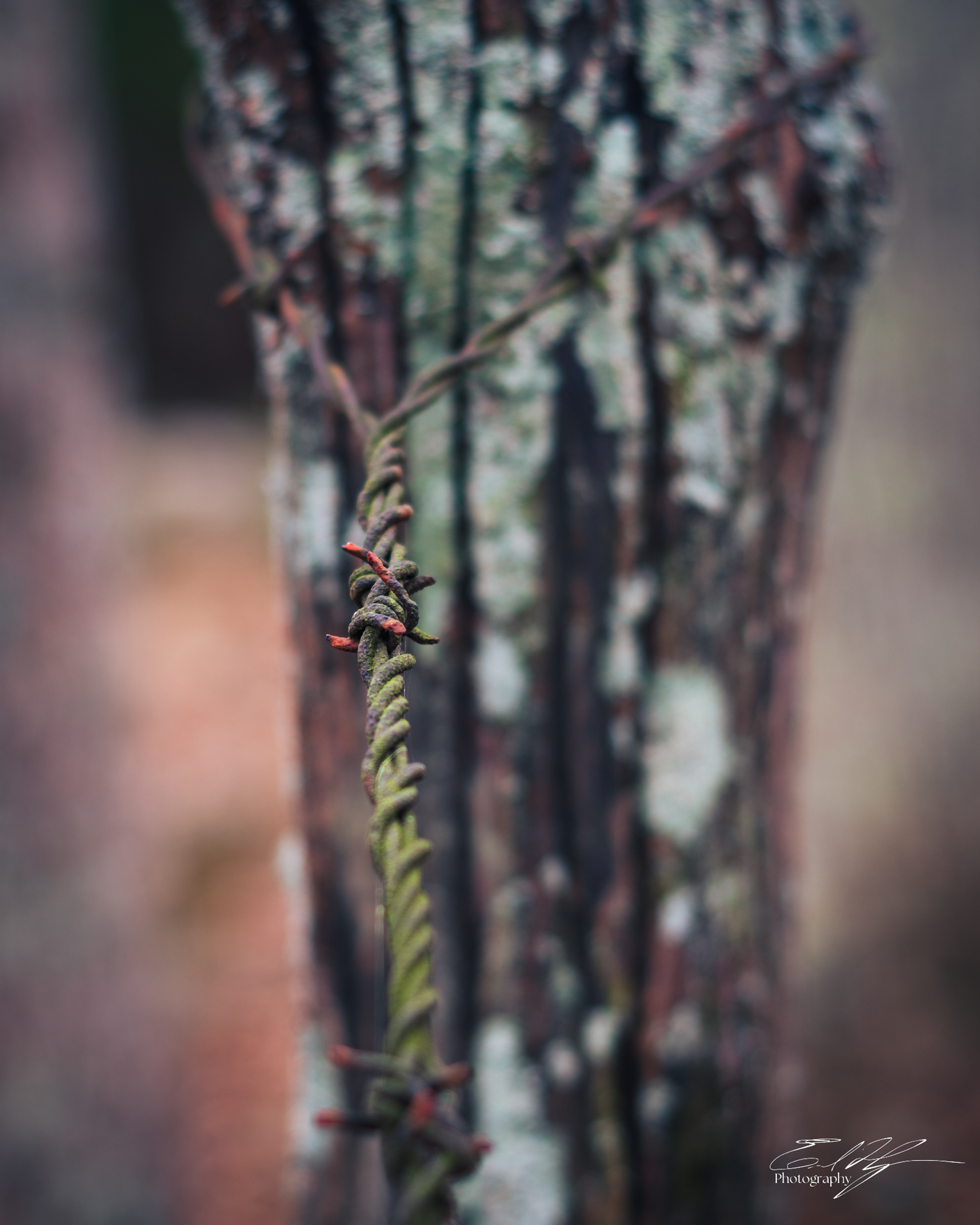 Walton County December 2024   III