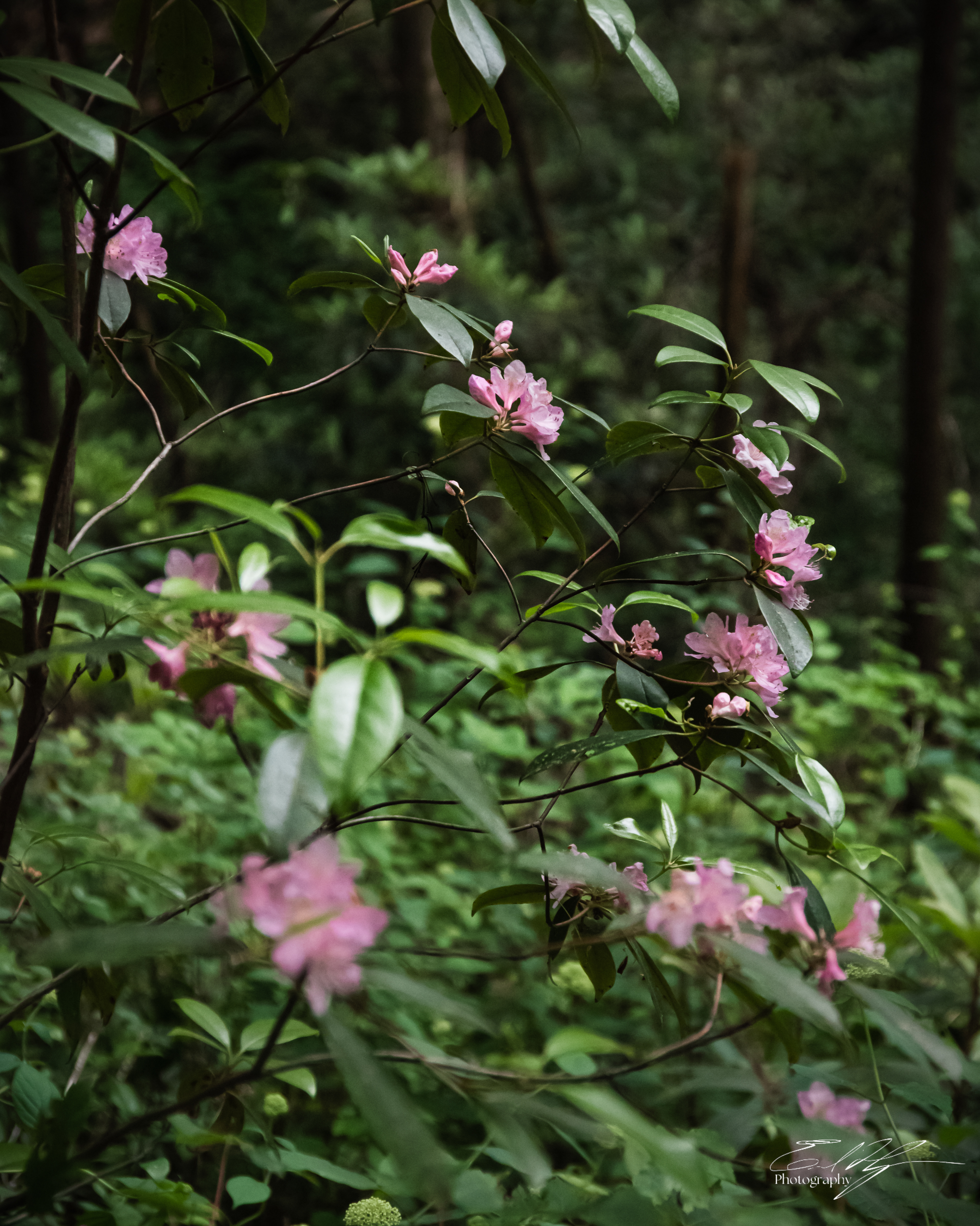 Opossum Creek Falls May 2025   IX