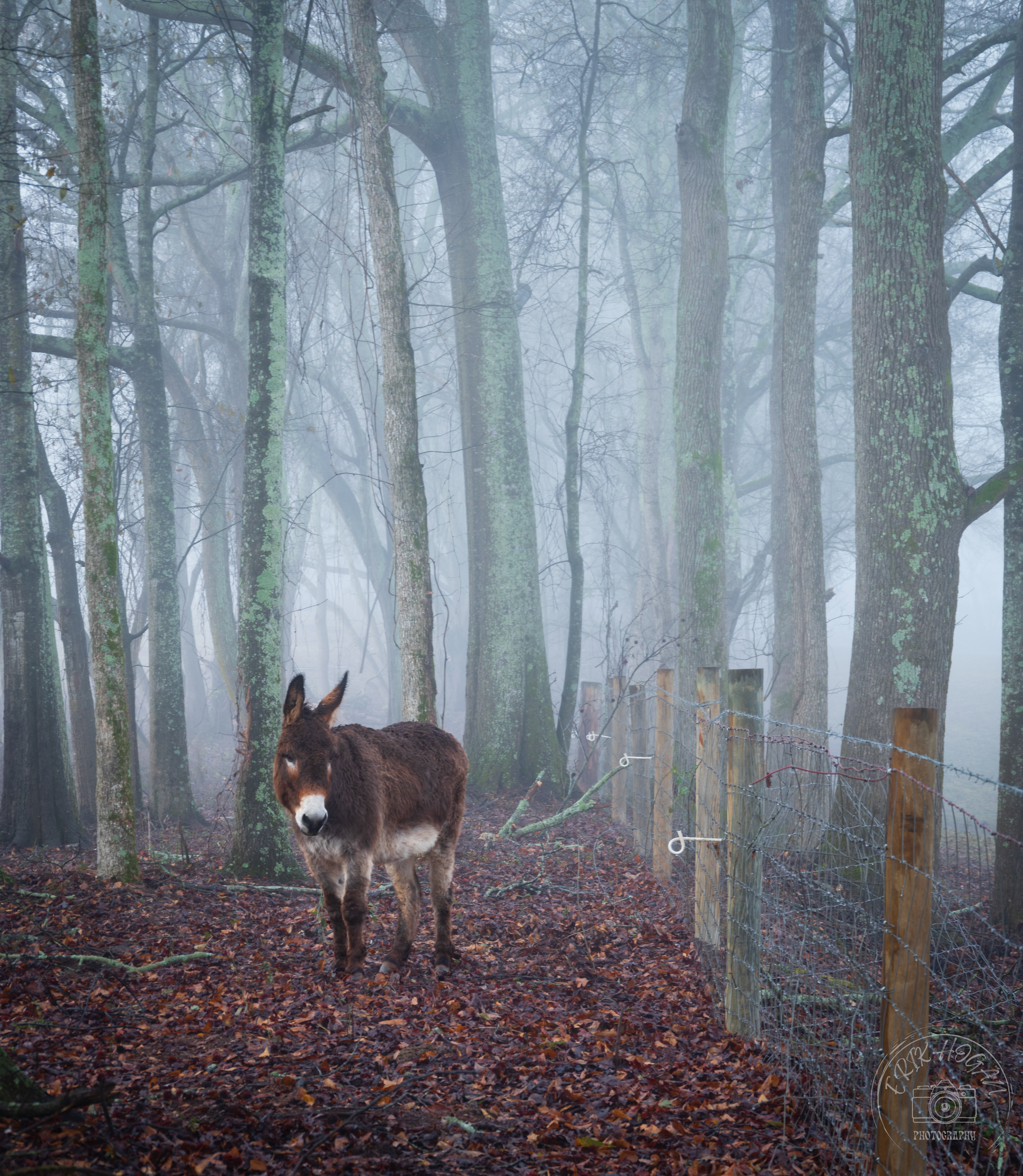 Foggy Donkey January 2023