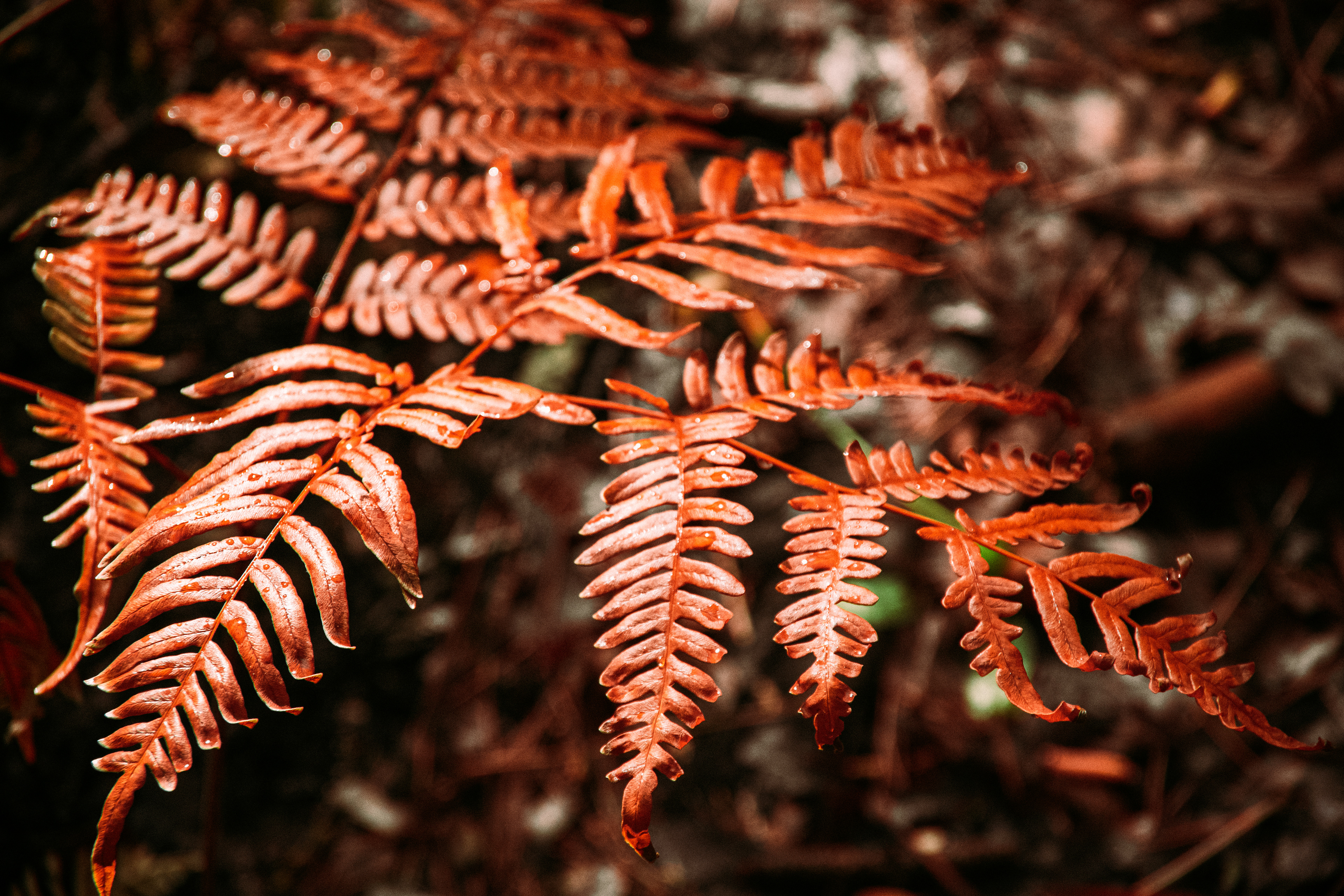Oconee National Forest April 2021   III