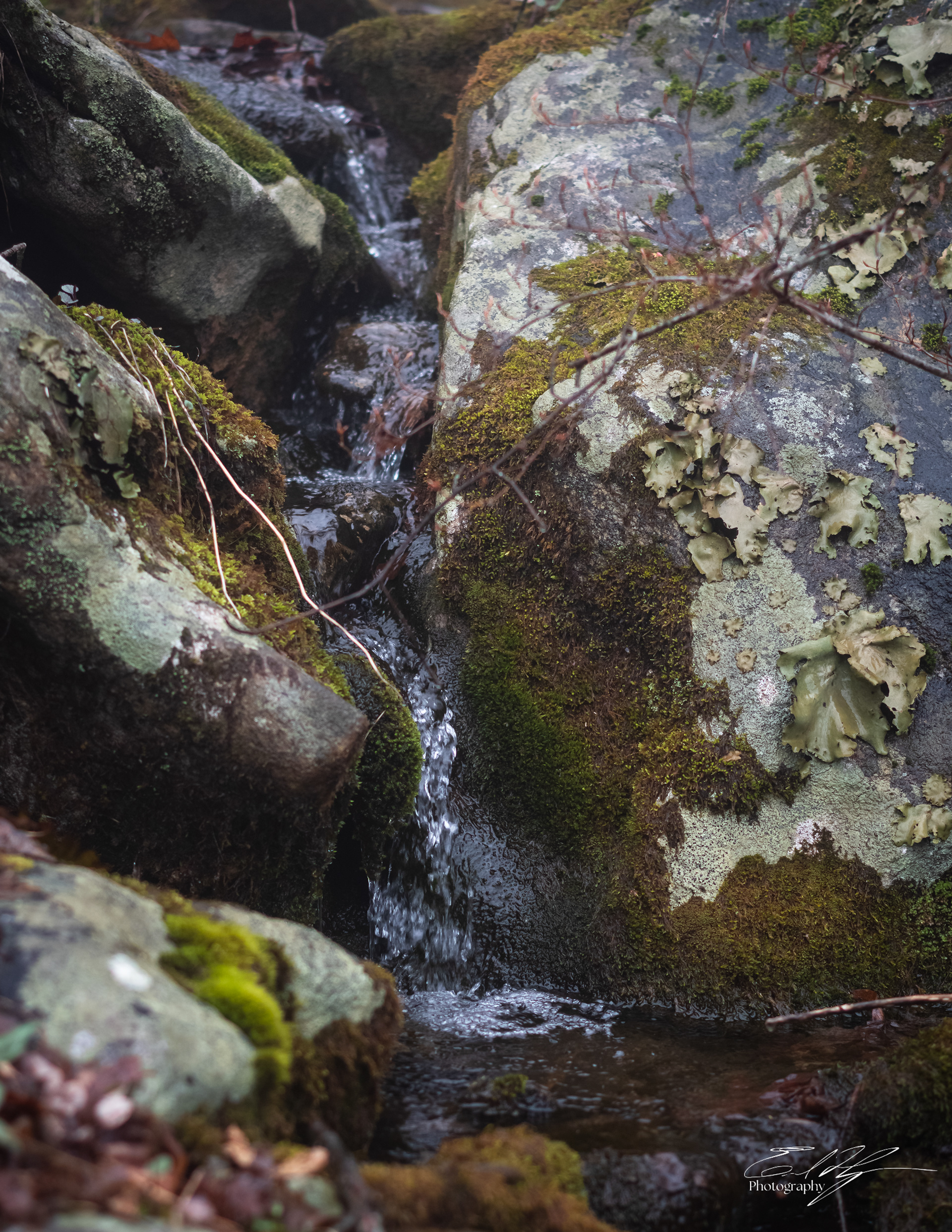 Early Spring 2025   XXV