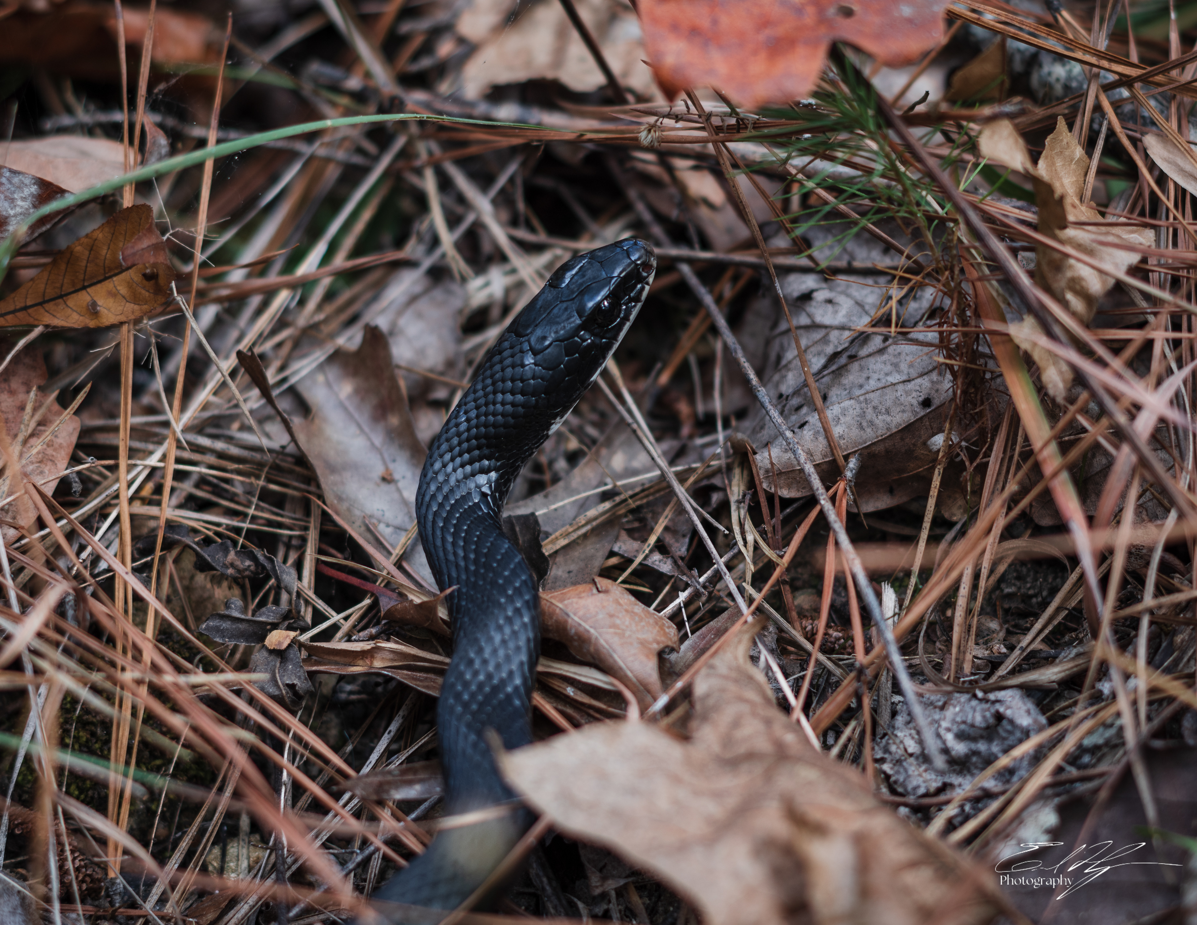 Pin-Chin-Sky Loop November 2024   XIV