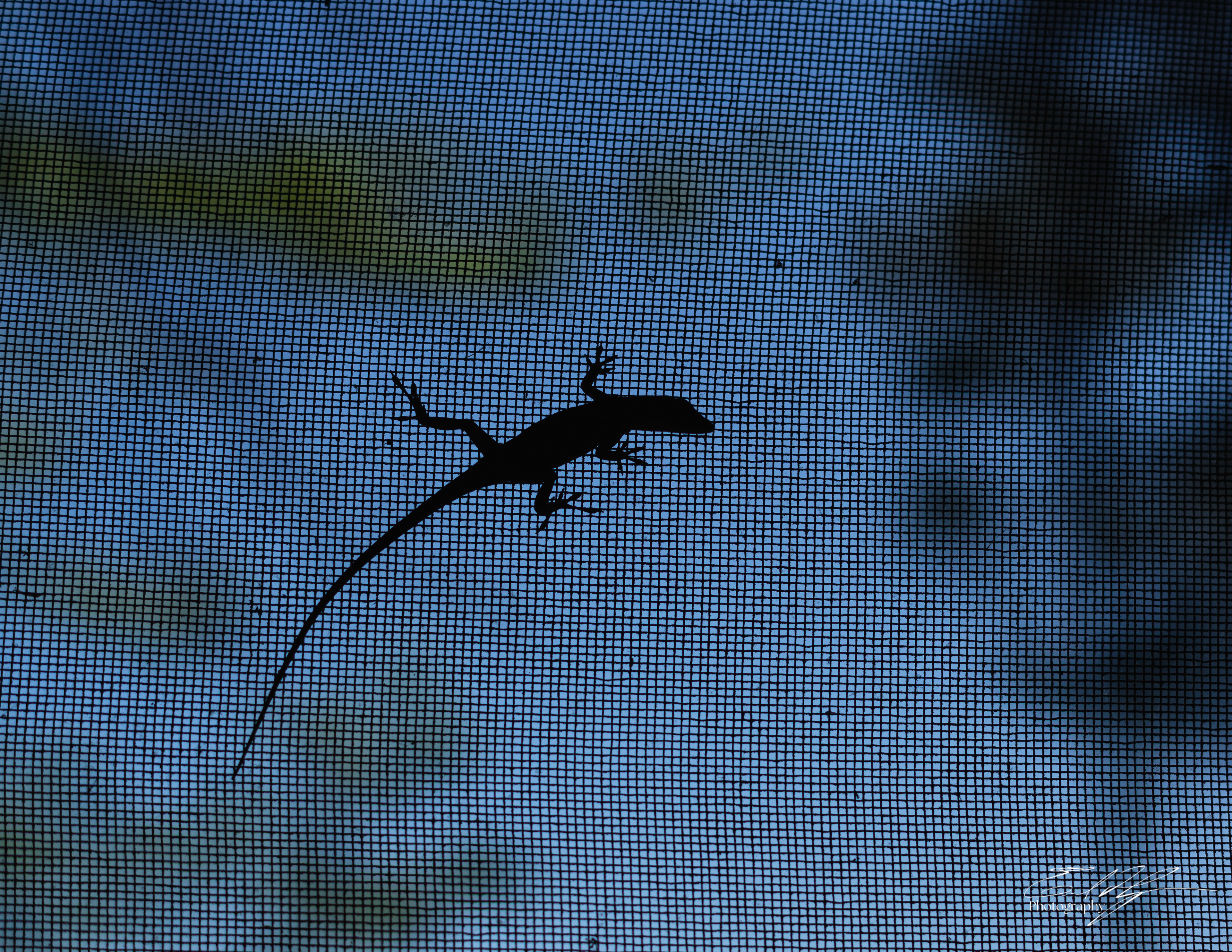 Green Bough House of Prayer April 2025   I