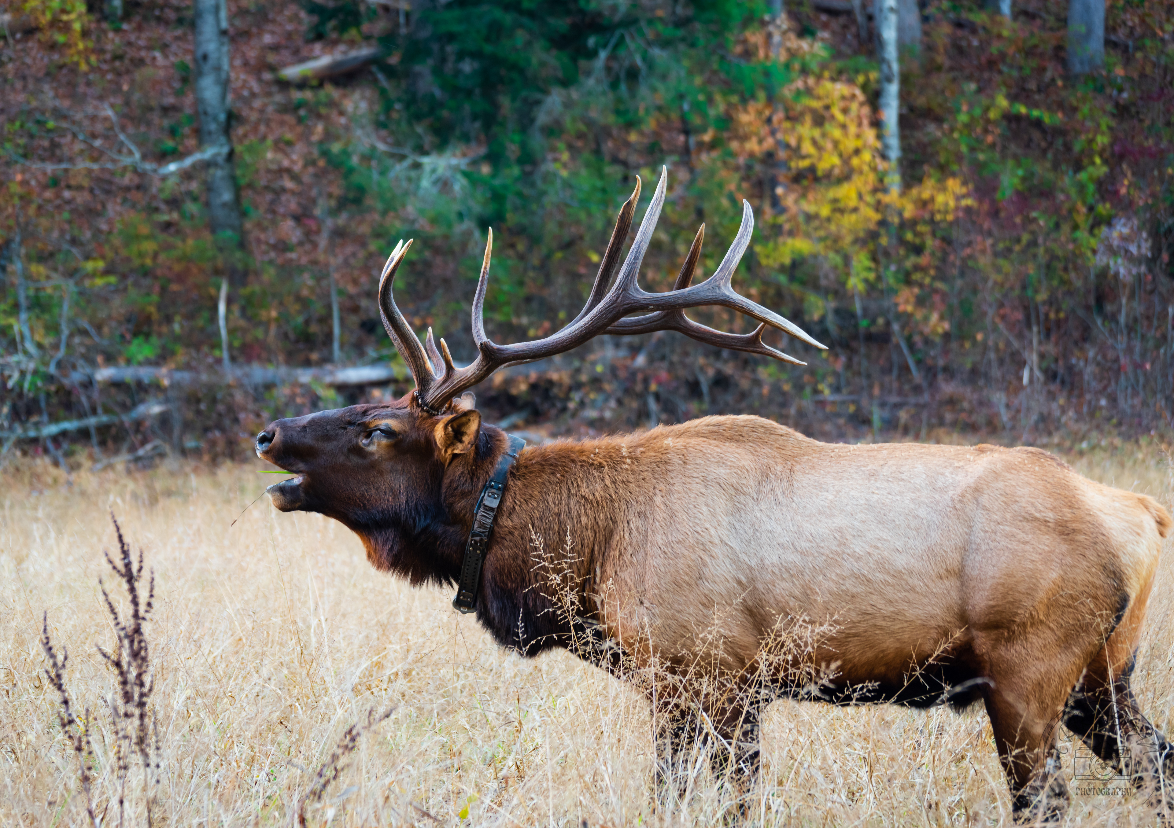 Cataloochee Valley October 2022   XXII