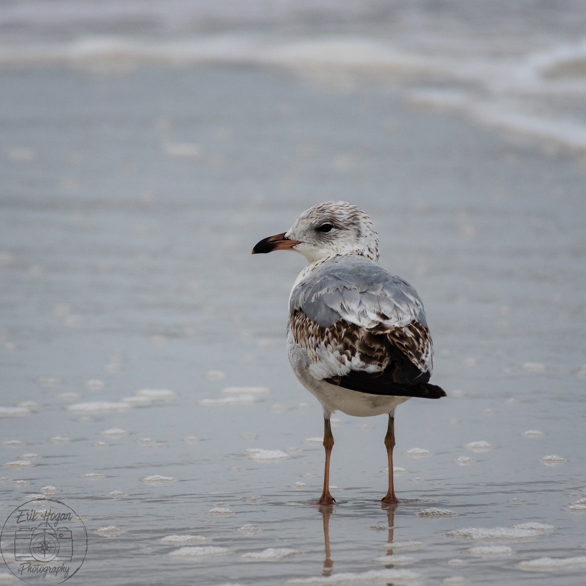 Miramar Beach March 2024   X