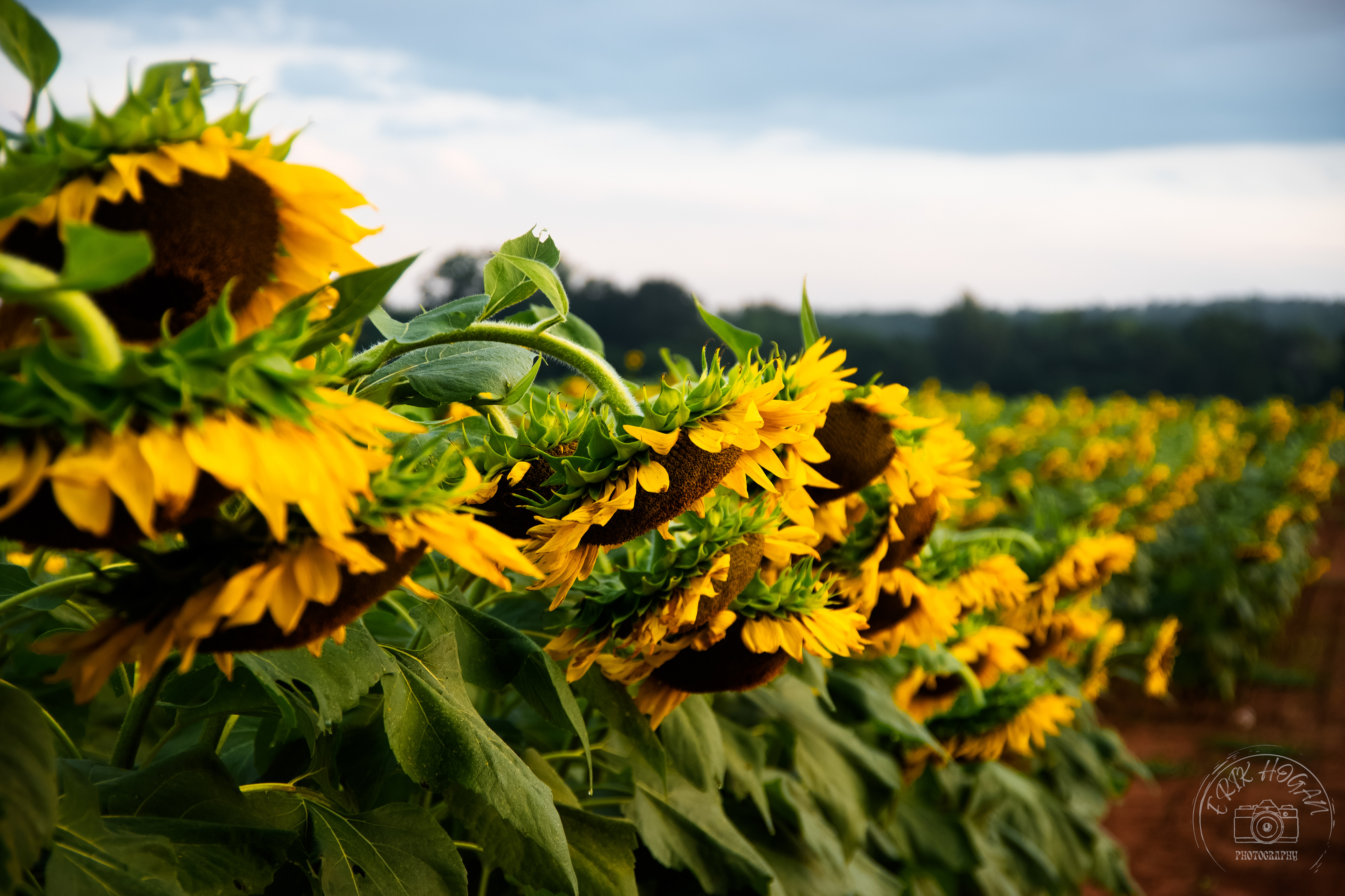 Sunflowers at the Iron Horse September 2022   I