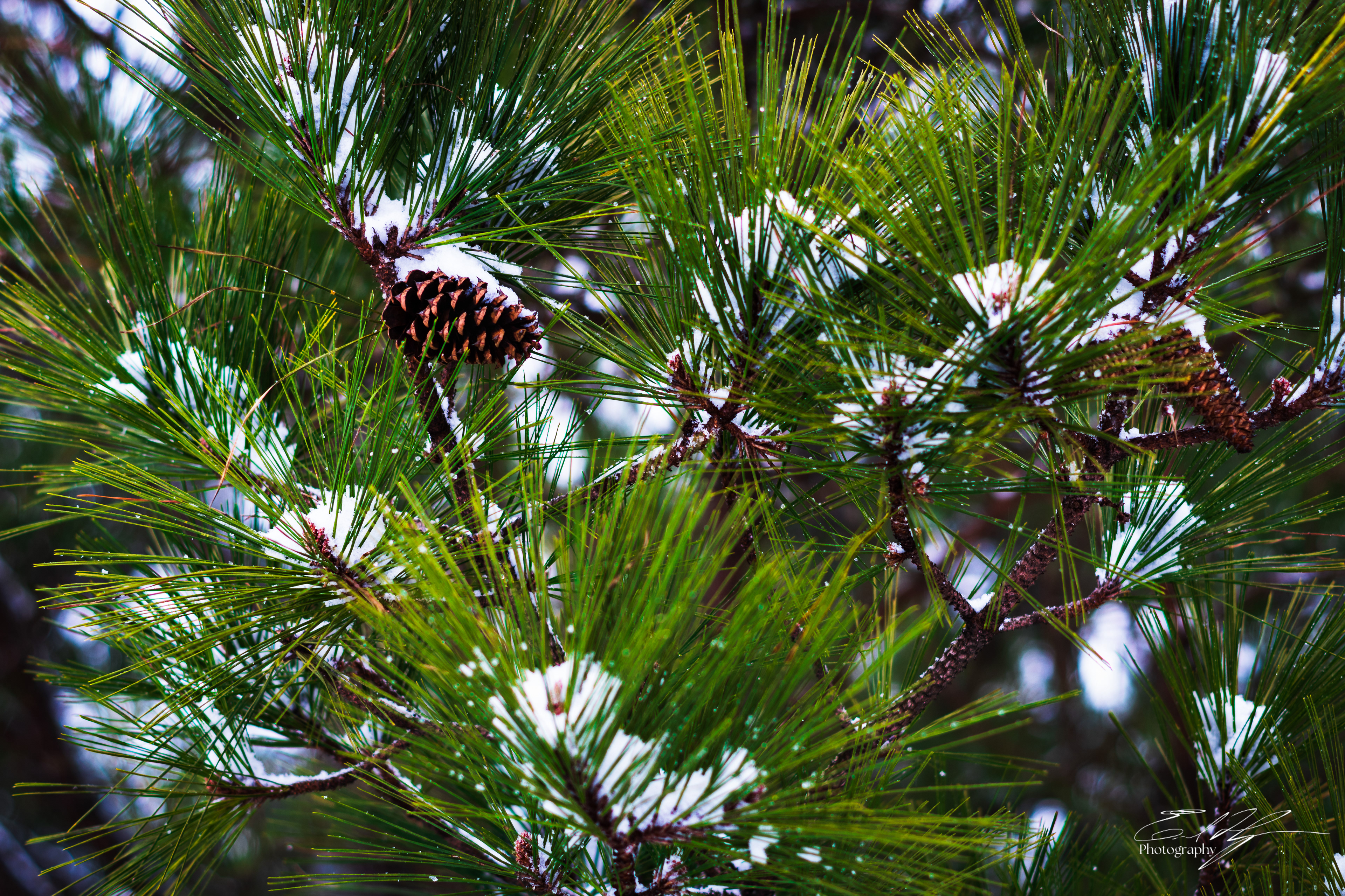 Snow Day January 2025   V