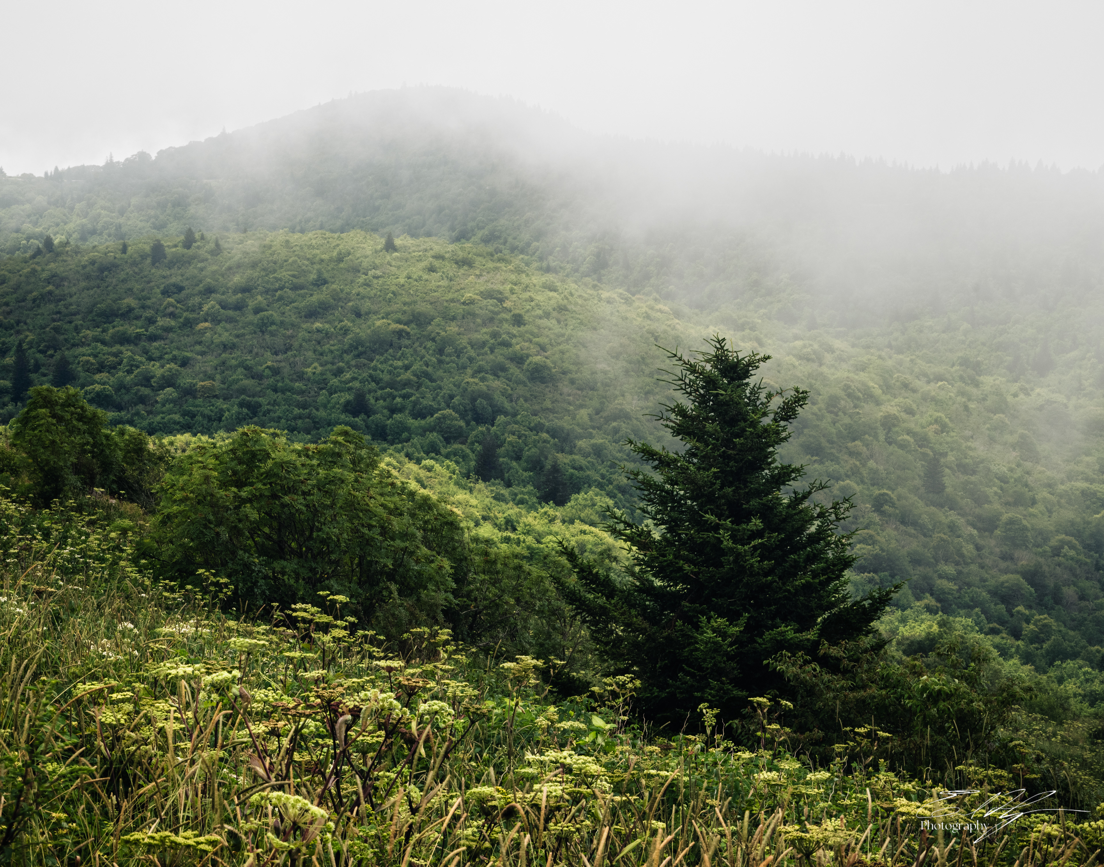 Black Balsam August 2025 I