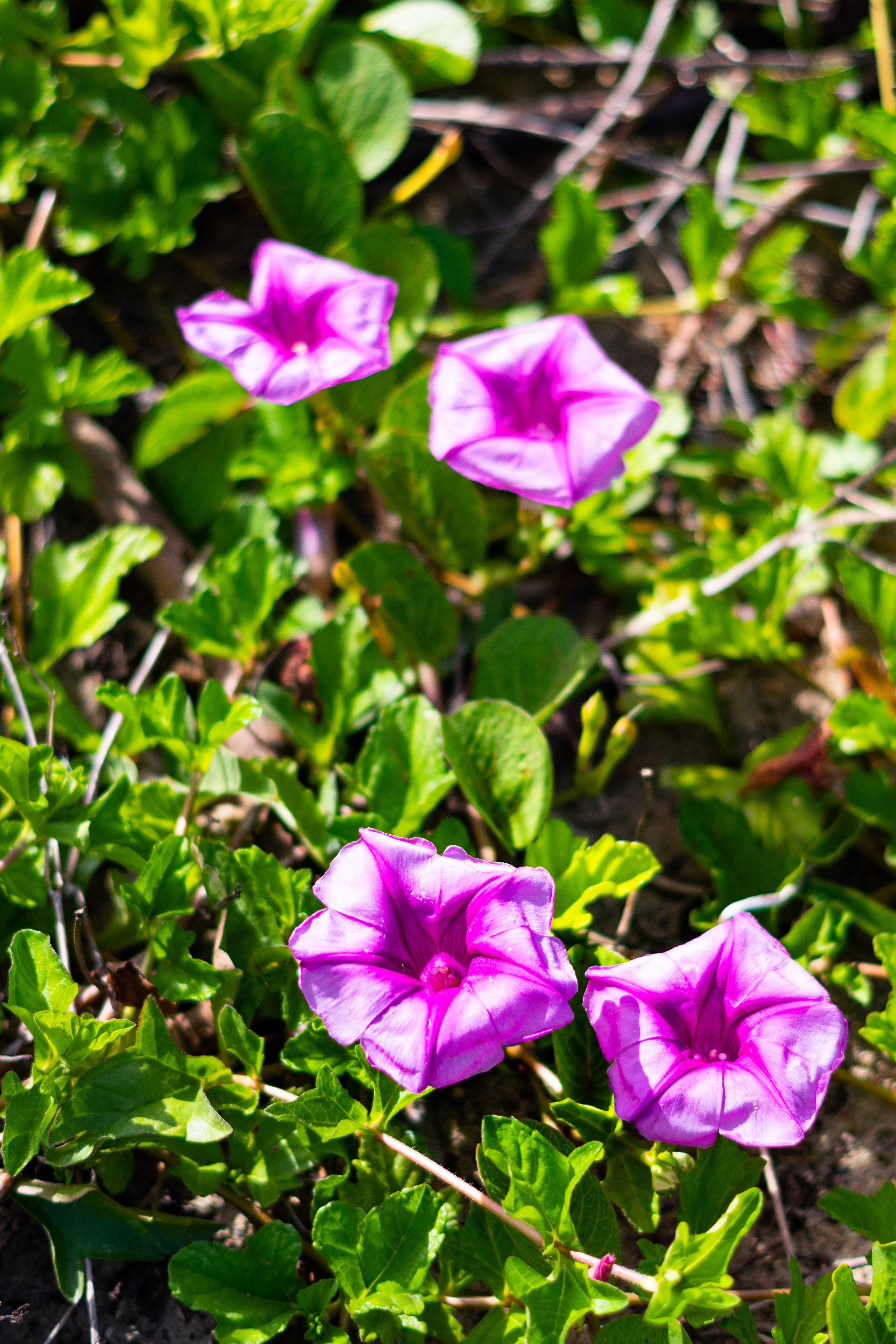 Puerto La Boca July 2021   XI