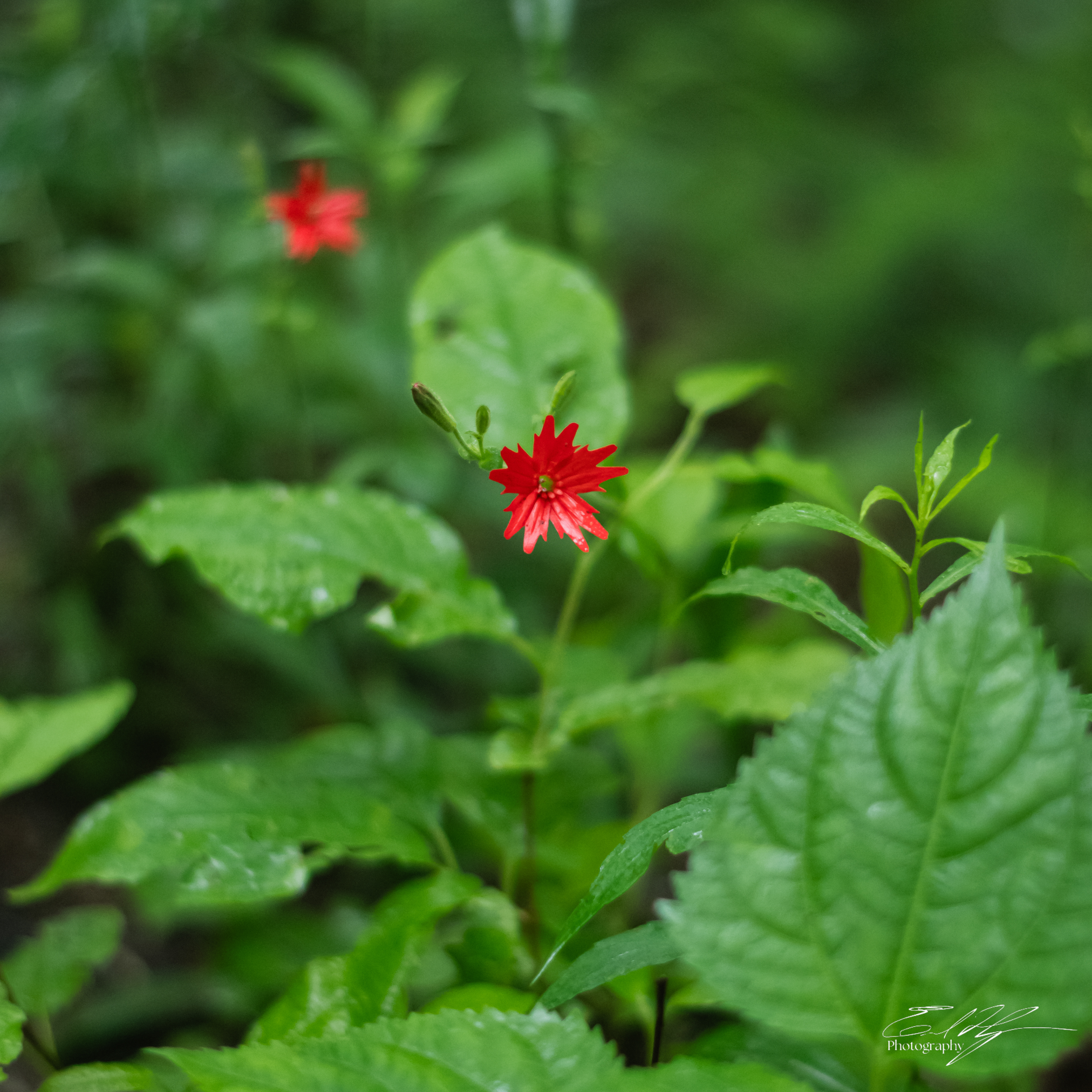 Long Hungry Ridge Trail June 2025 I