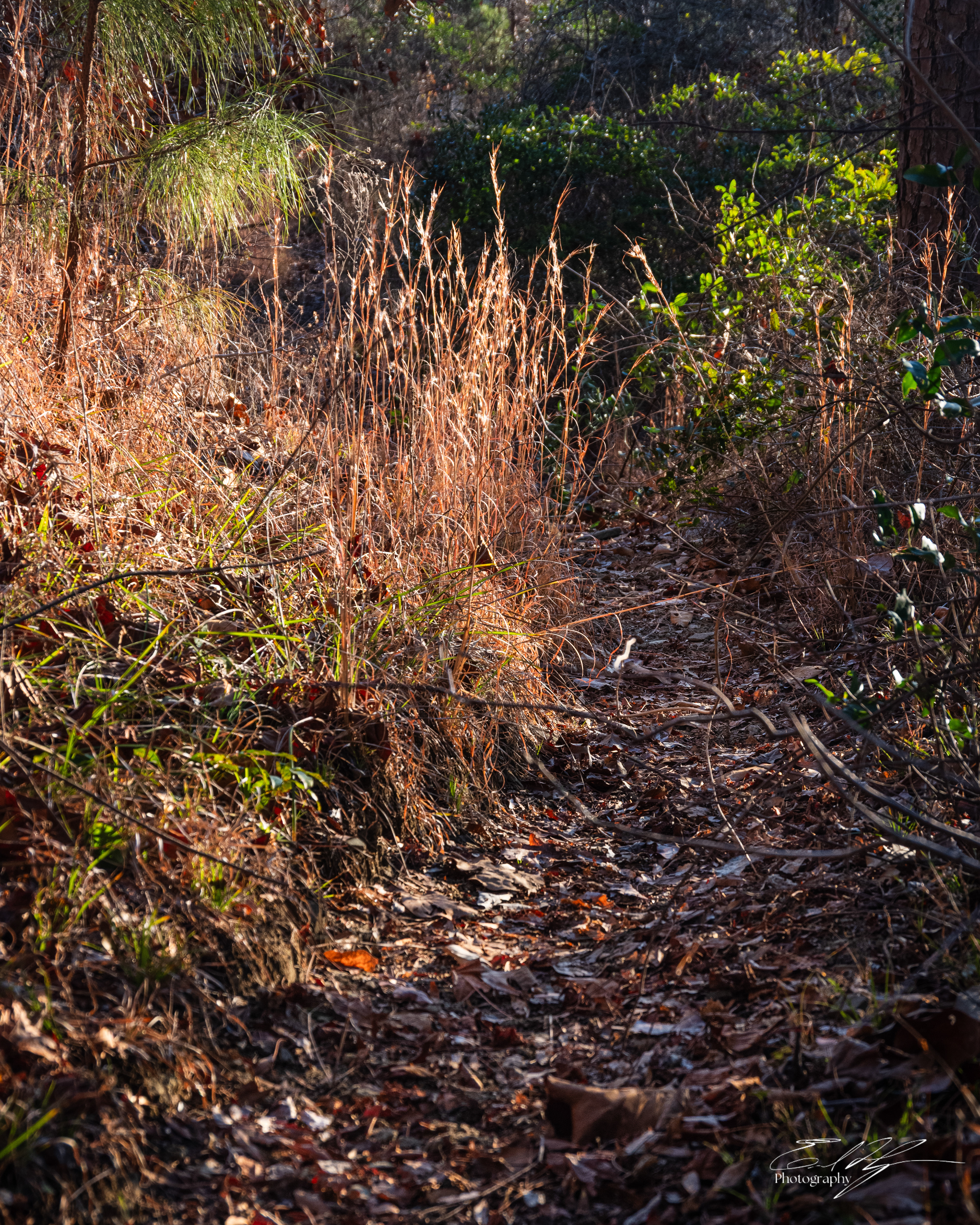 Lake Russell WMA January 2026
