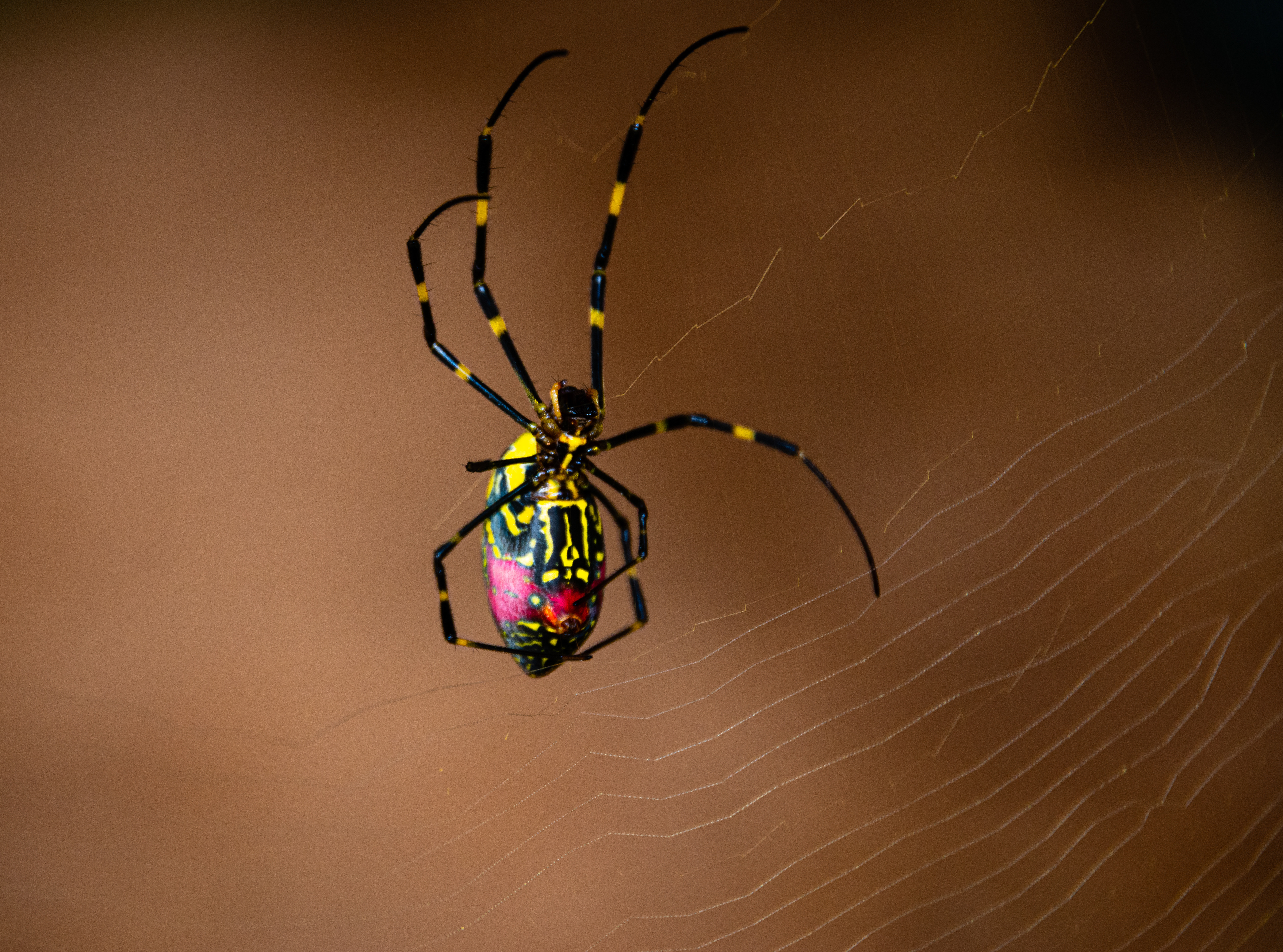 Joro Spider October 2021   III