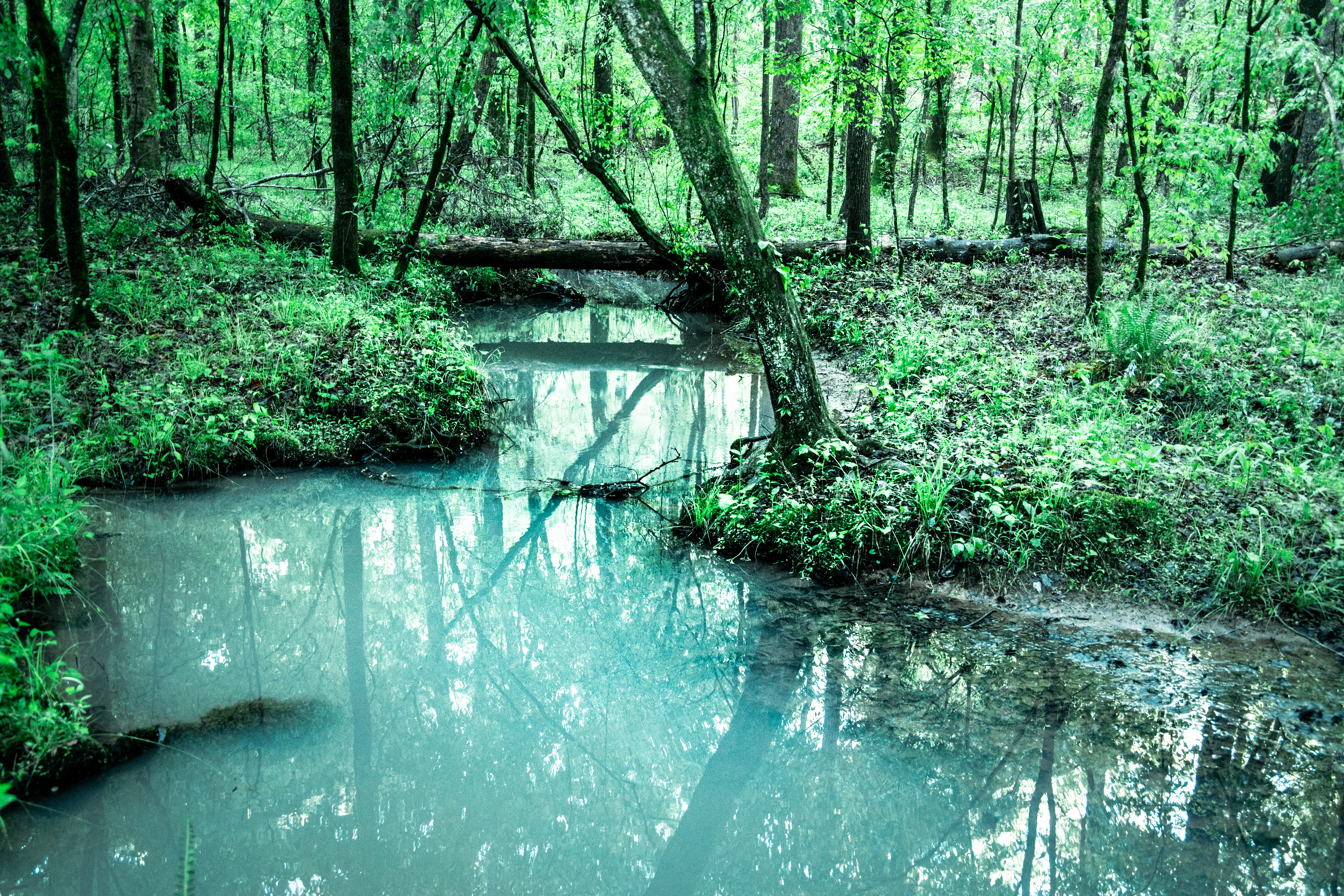 Oconee National Forest April 2021   I