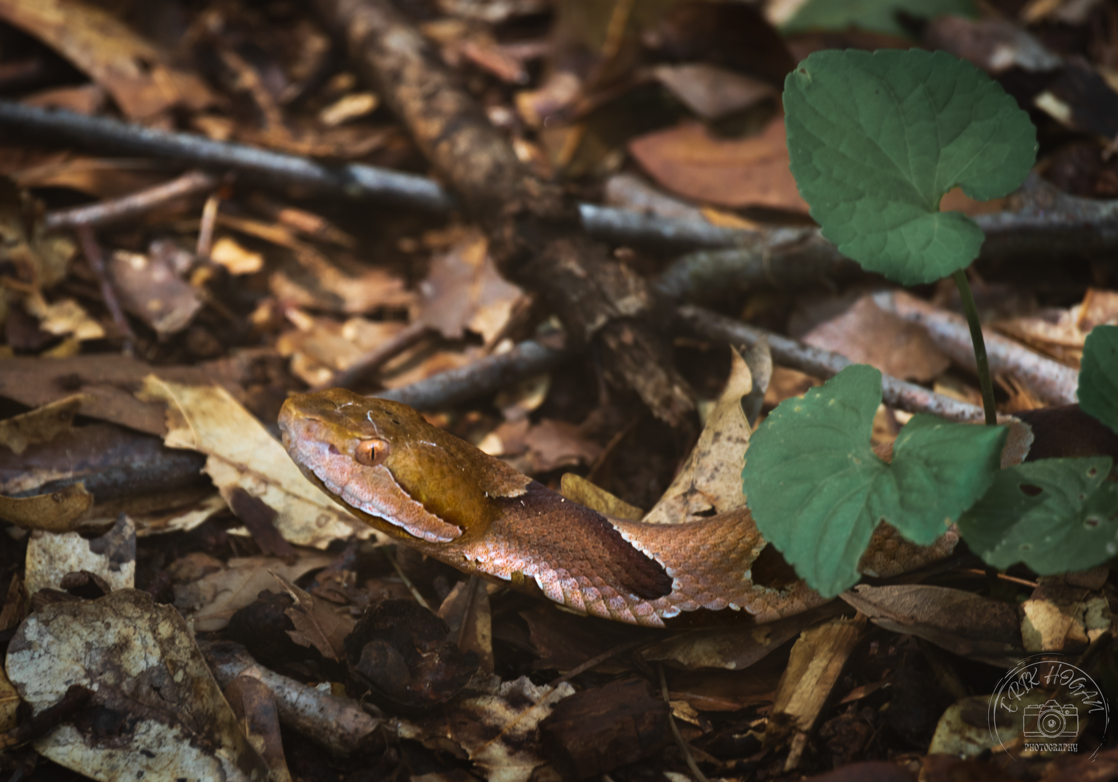 Copperhead July 2022