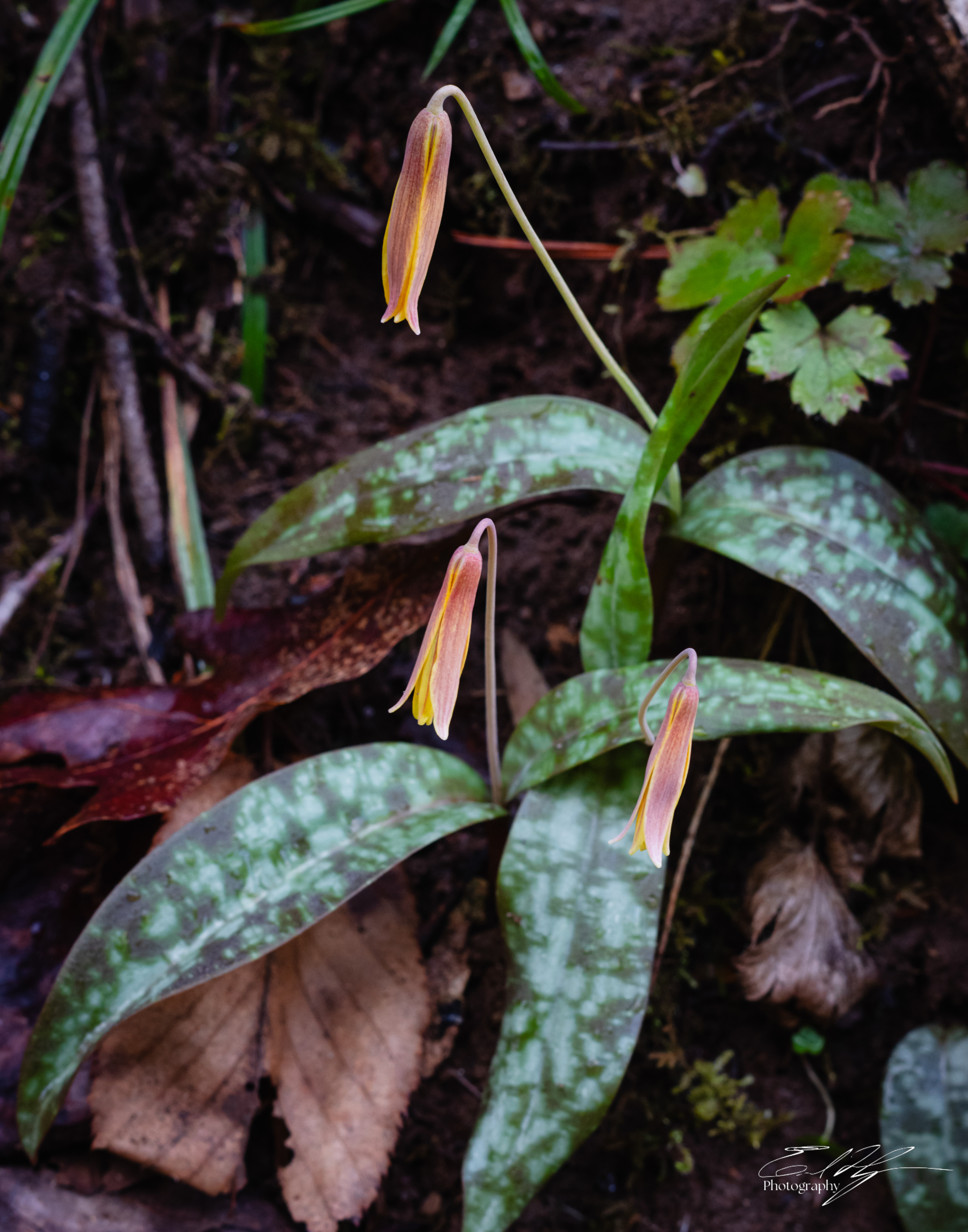 Trout Lily February 2026 I