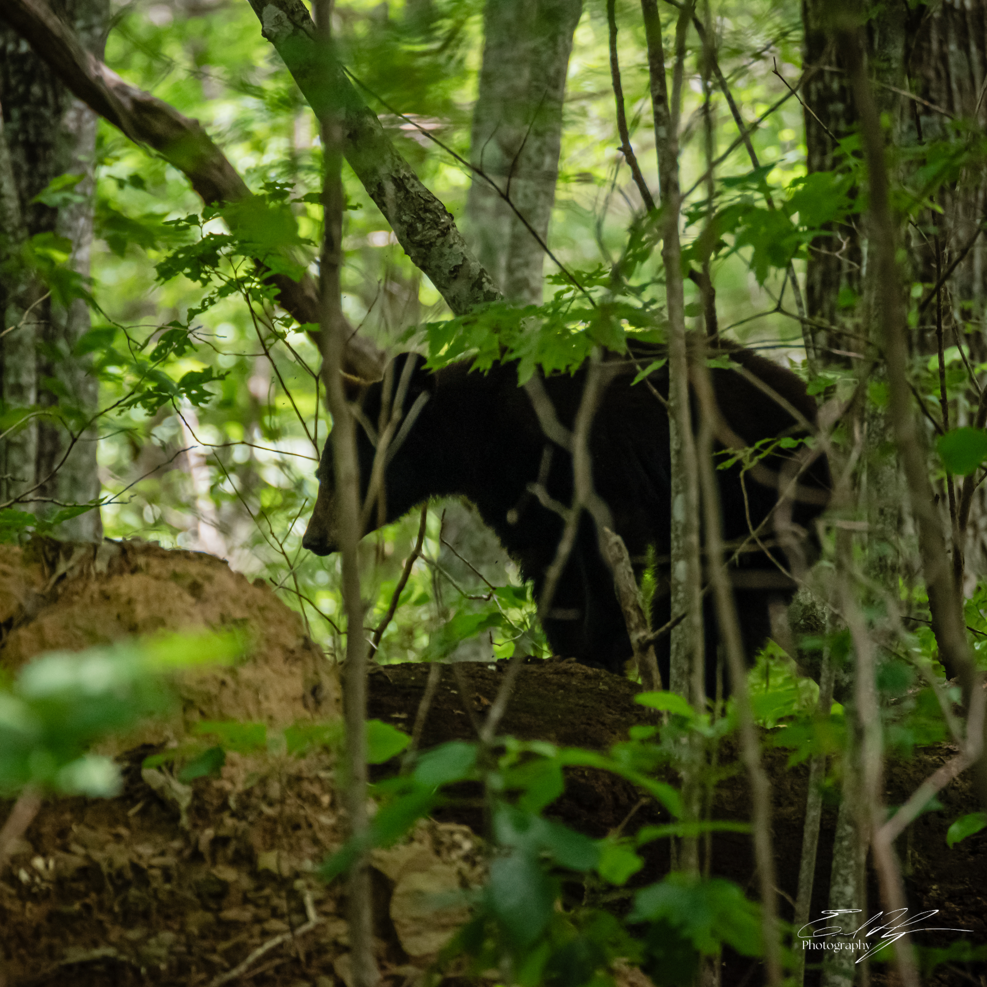 Black Bear June 2025 I