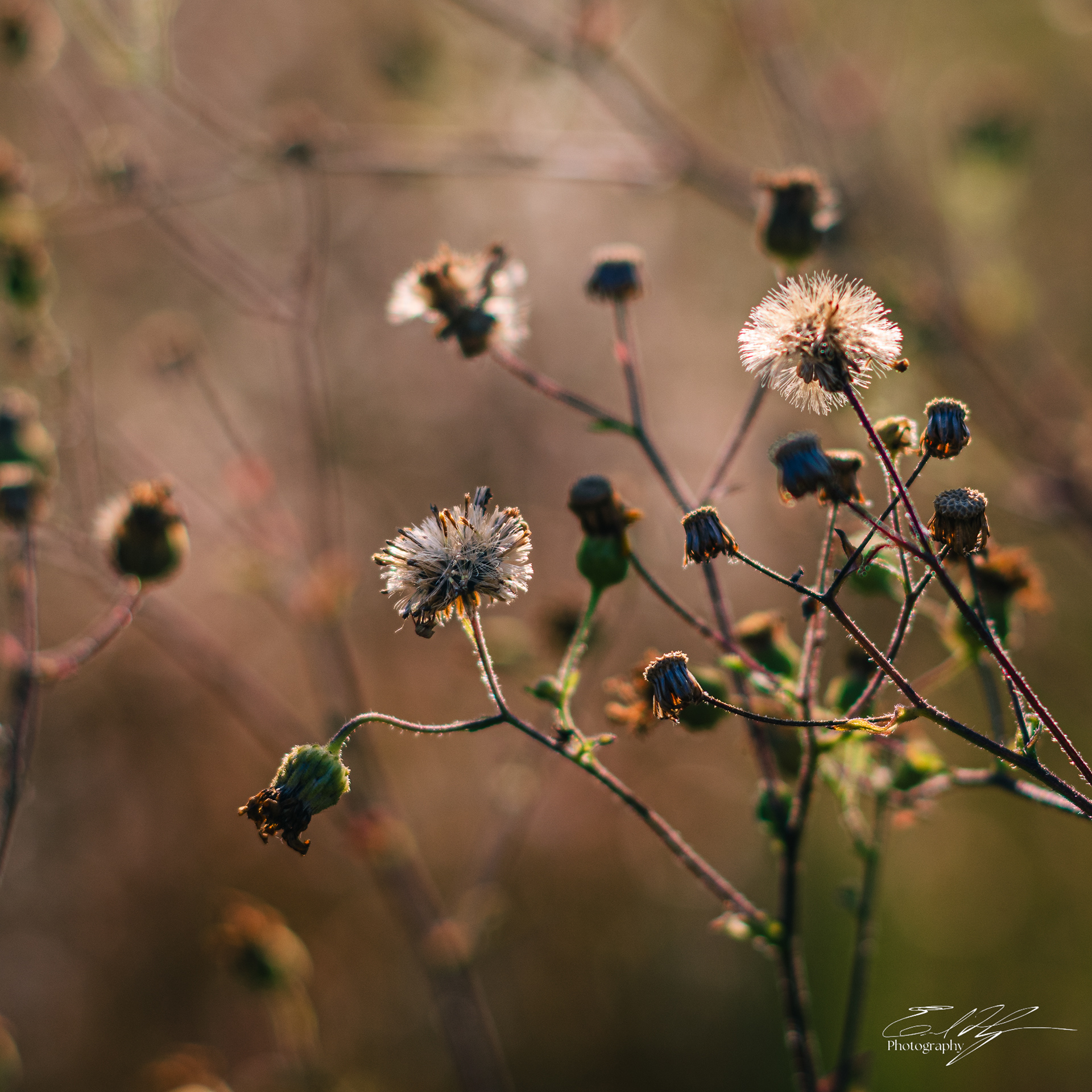 Freeman Dr October 2024   III