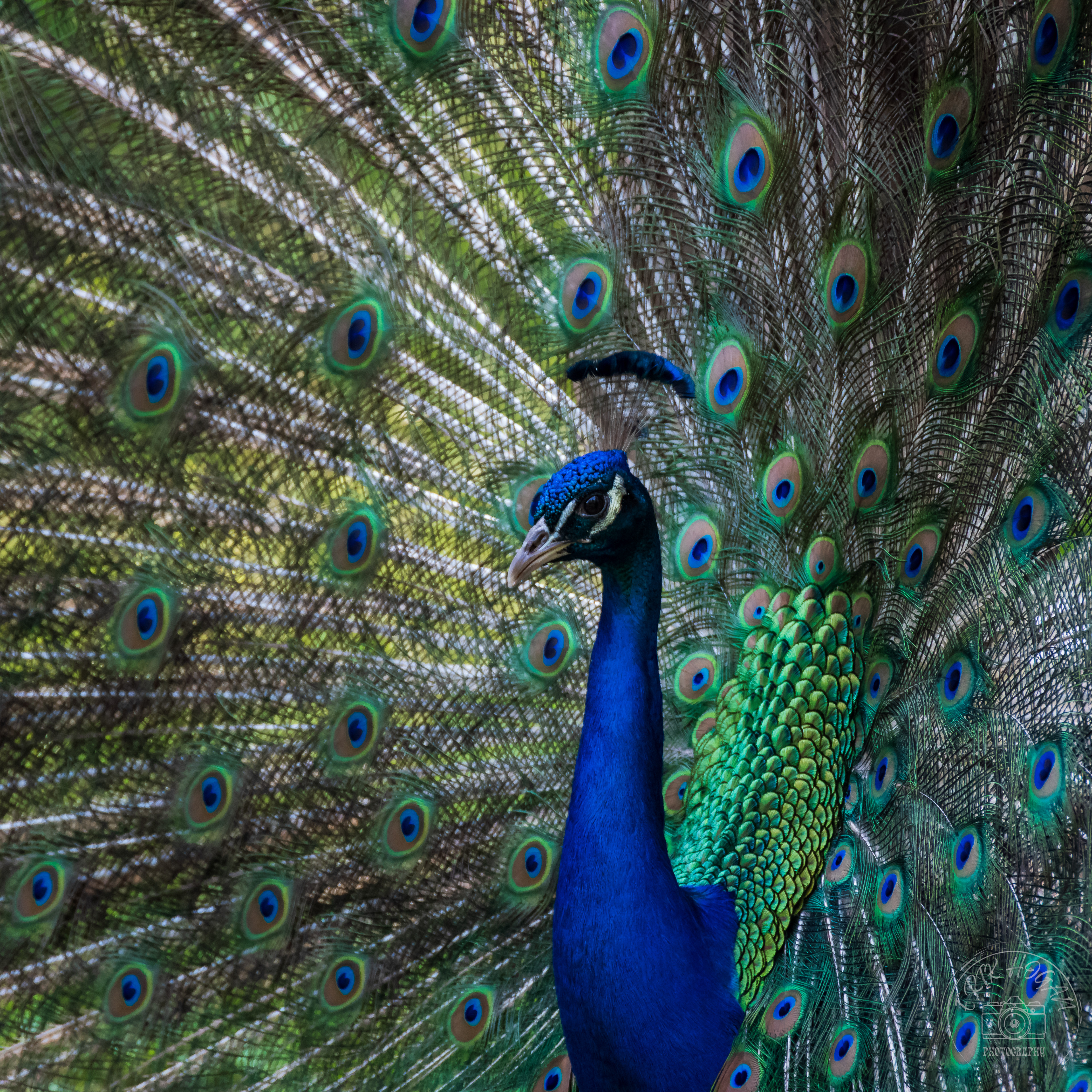 Nowhere Rd Peacock May 2023   I