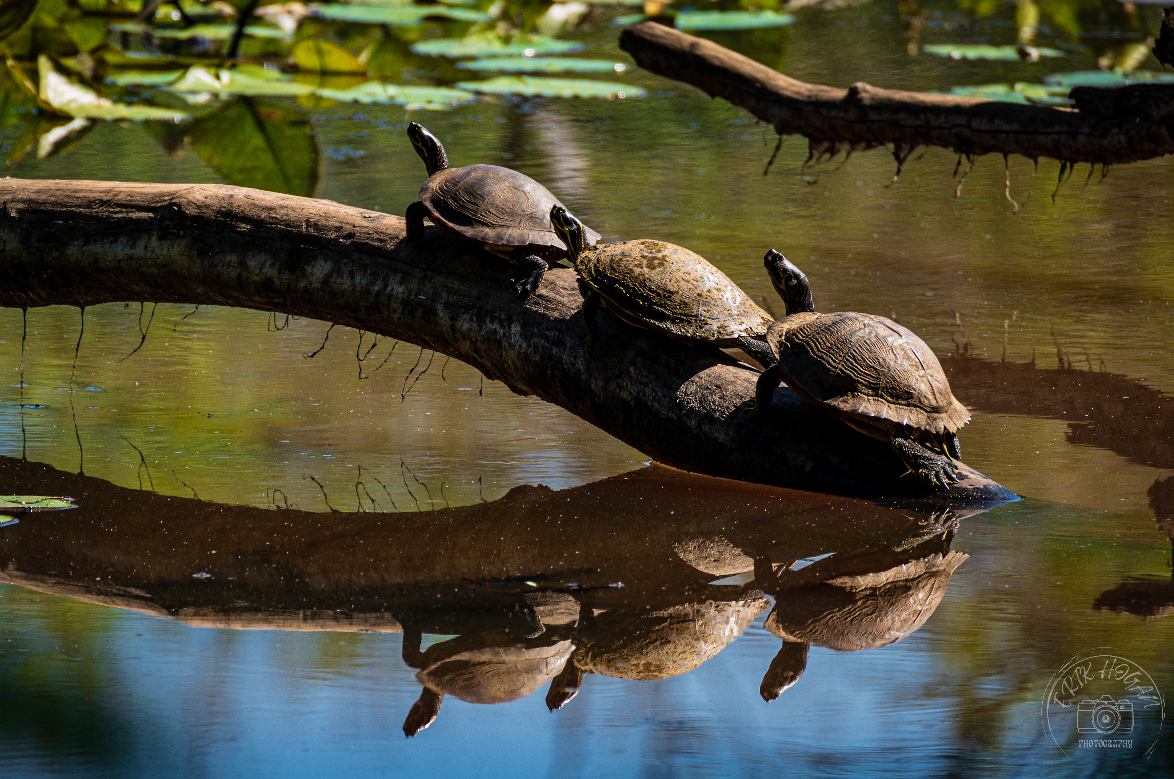 Sandy Creek Nature Center May 2022   II