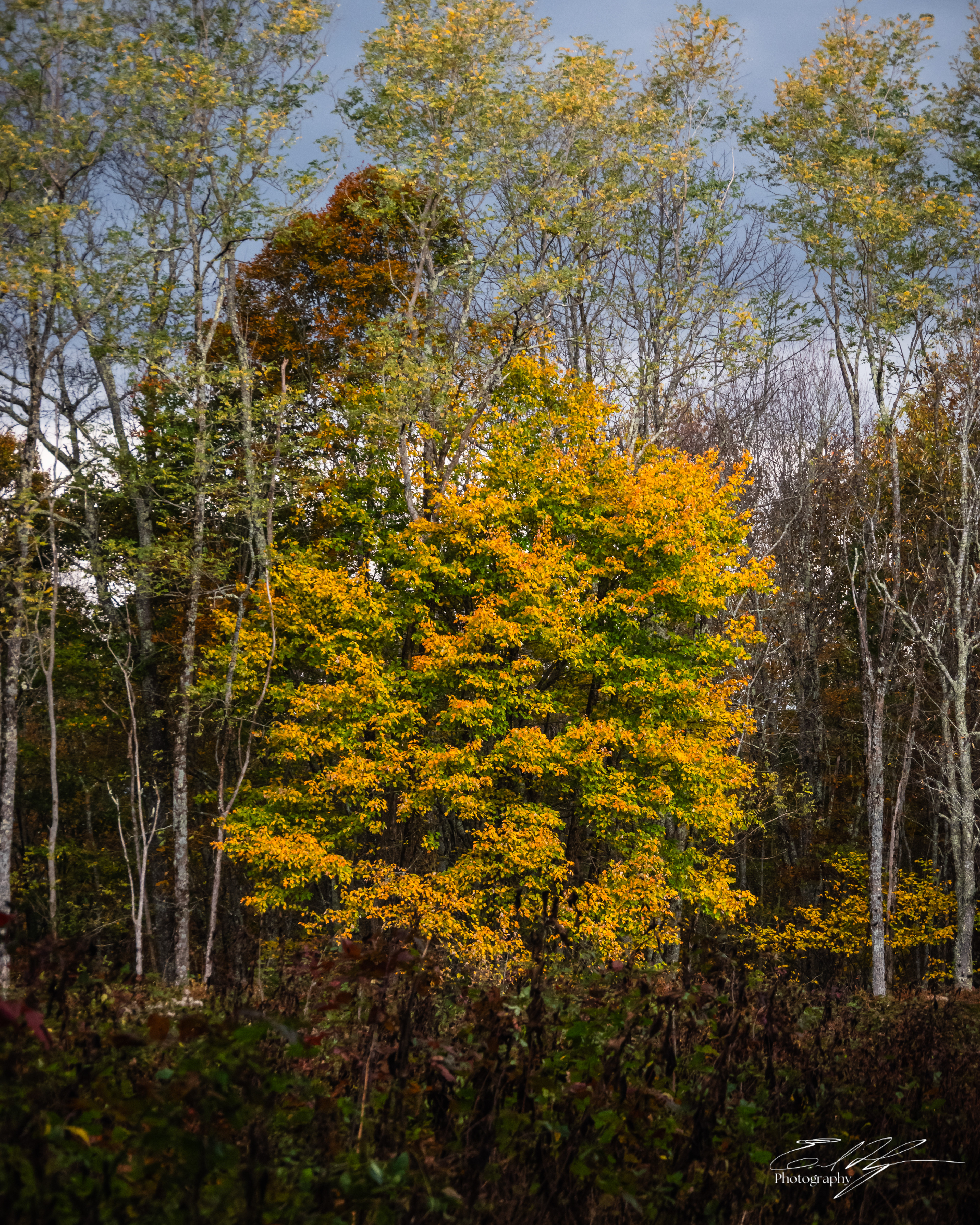 Day 3  Tree Portrait II