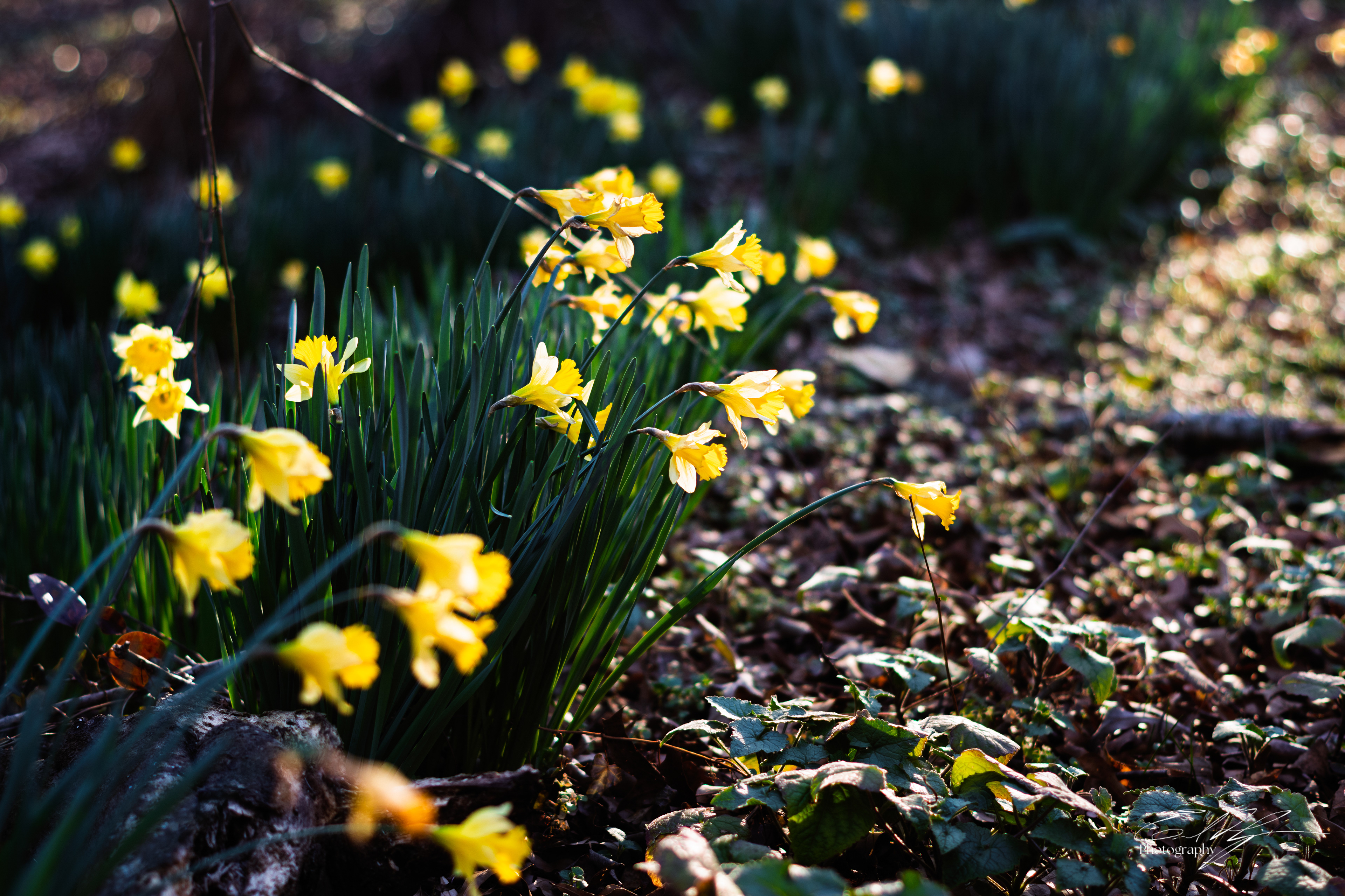 Wabi Sabi Stoic February 2025   V