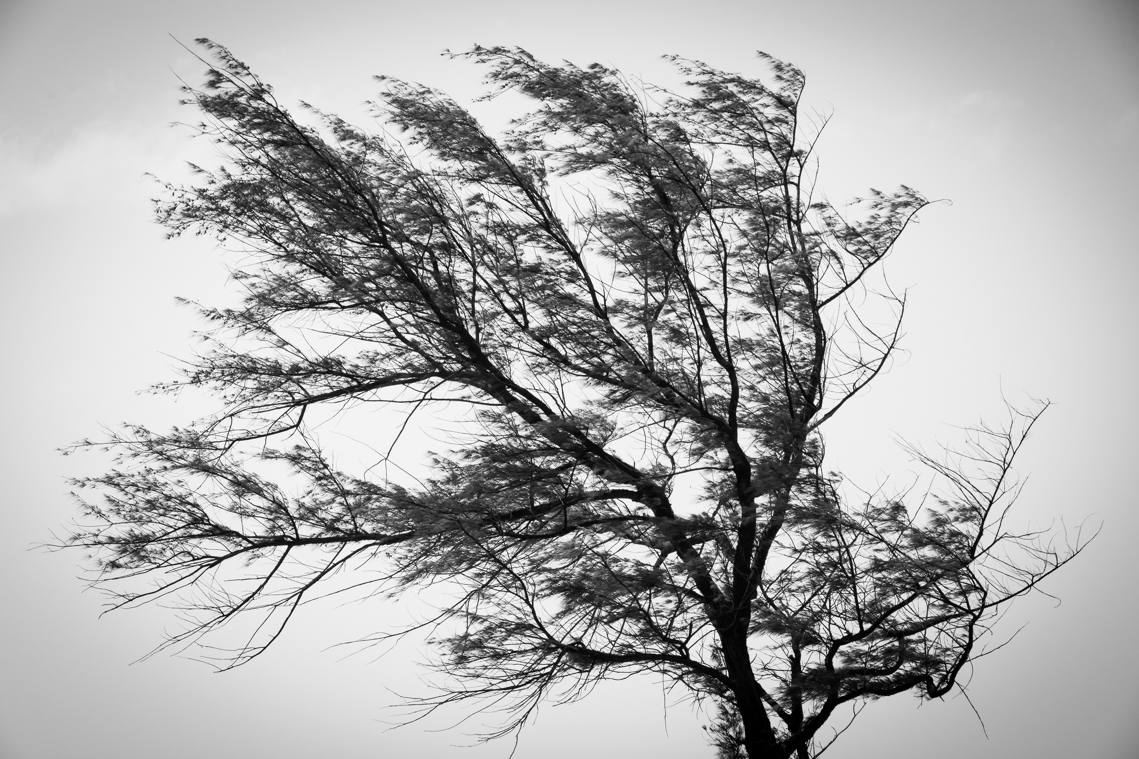 Parque San Felipe July 2021   II