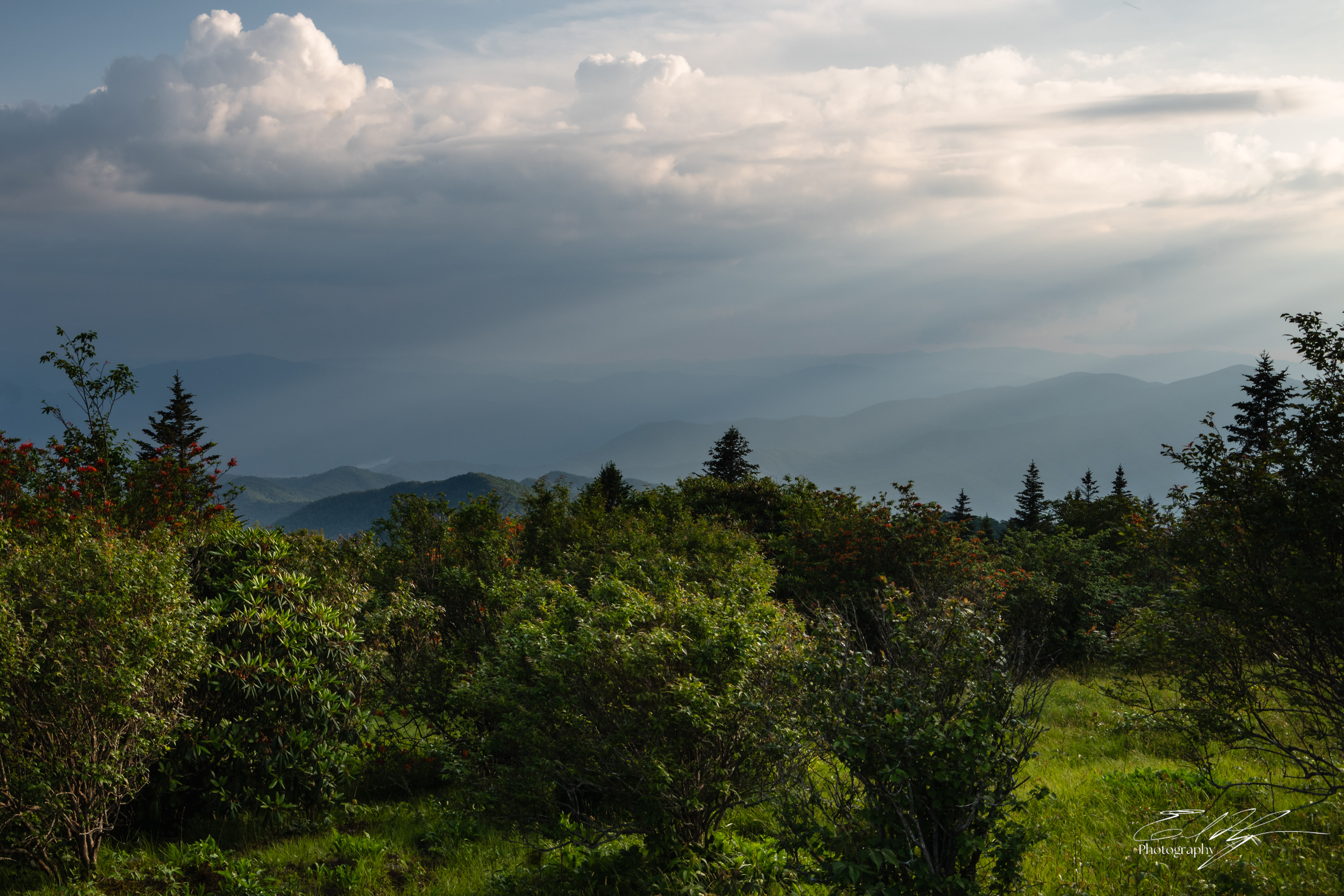 Andrew's Bald June 2025 XVII