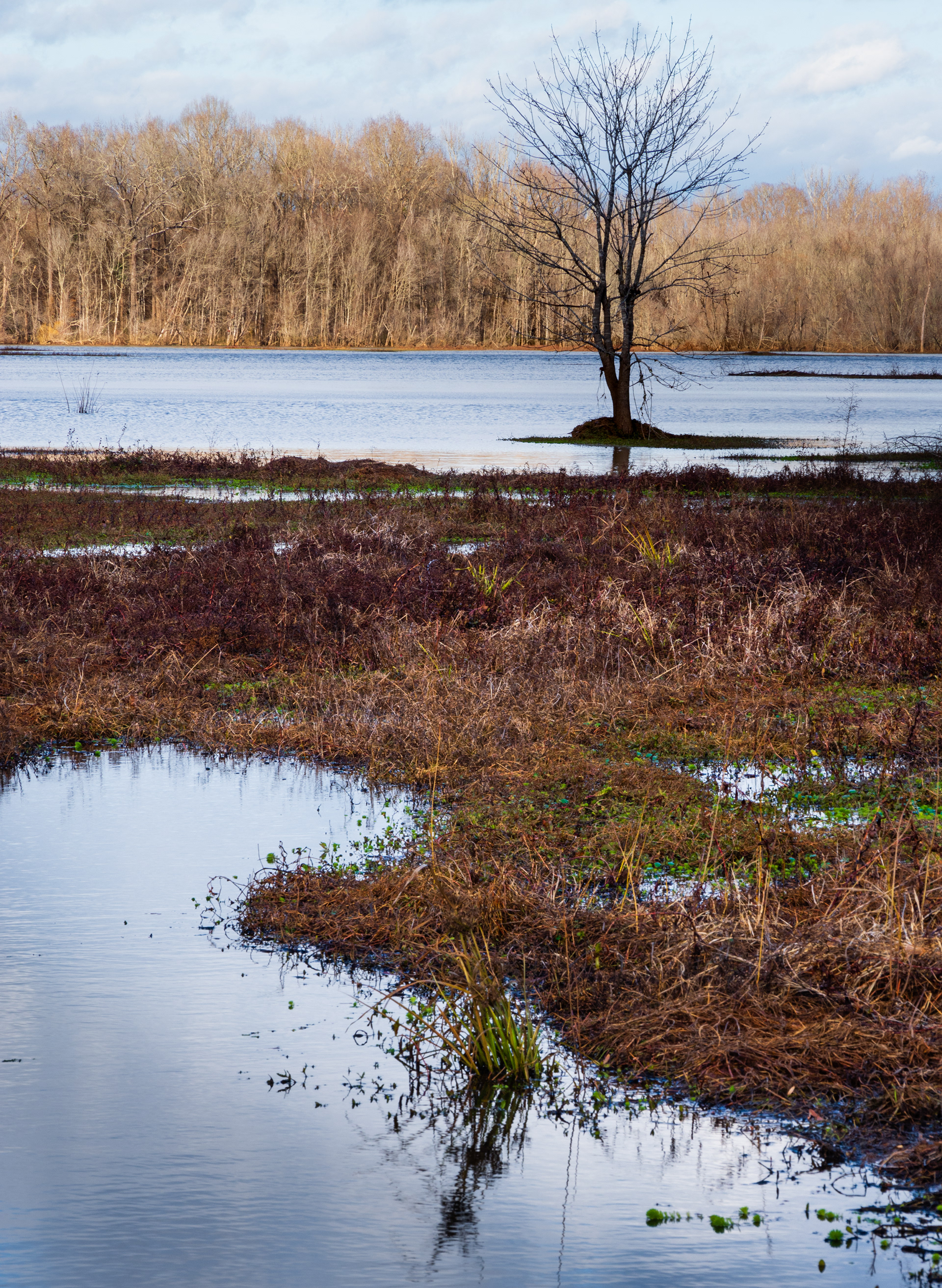 Dyar's Pasture December 2021   IX