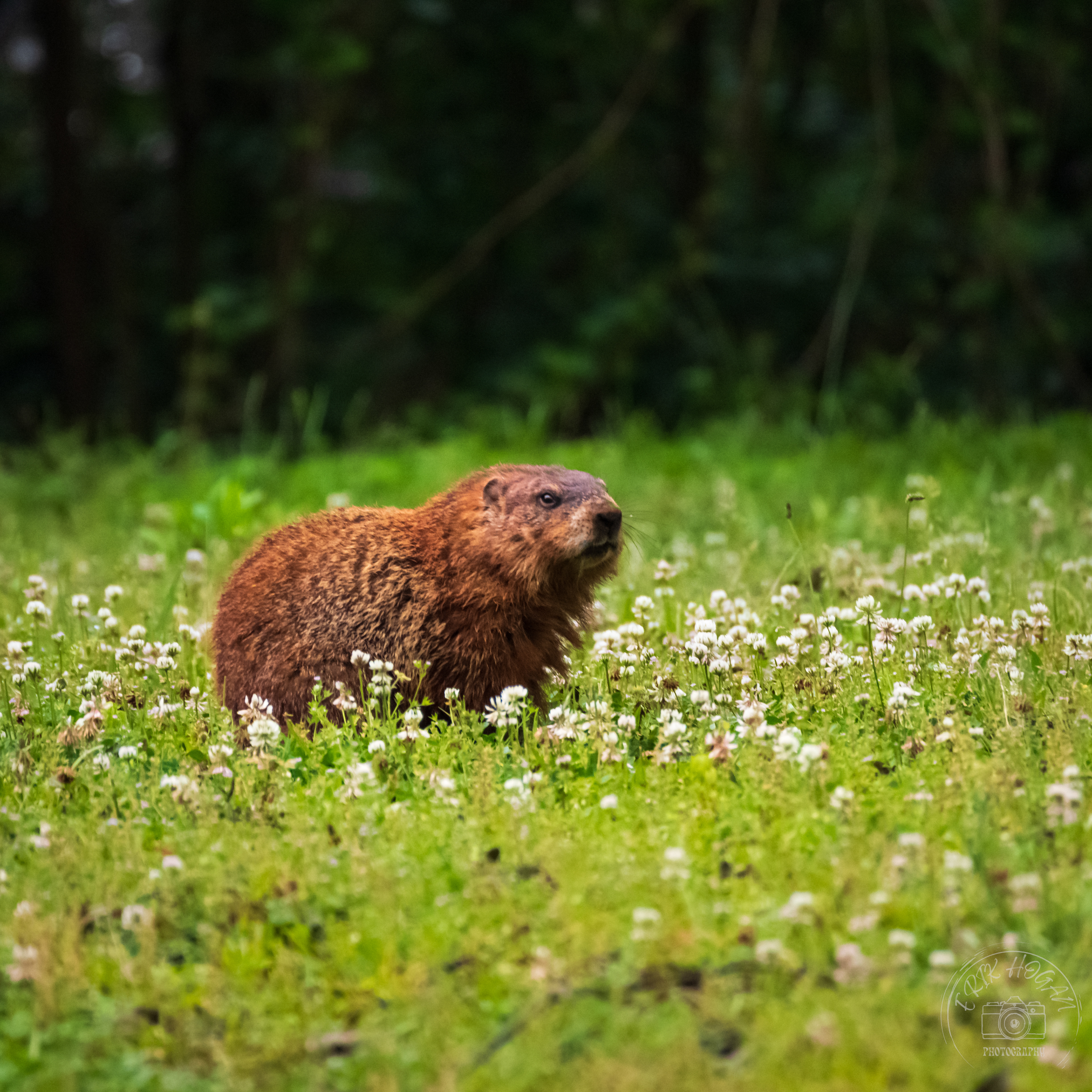 Groundhog May 2023   I