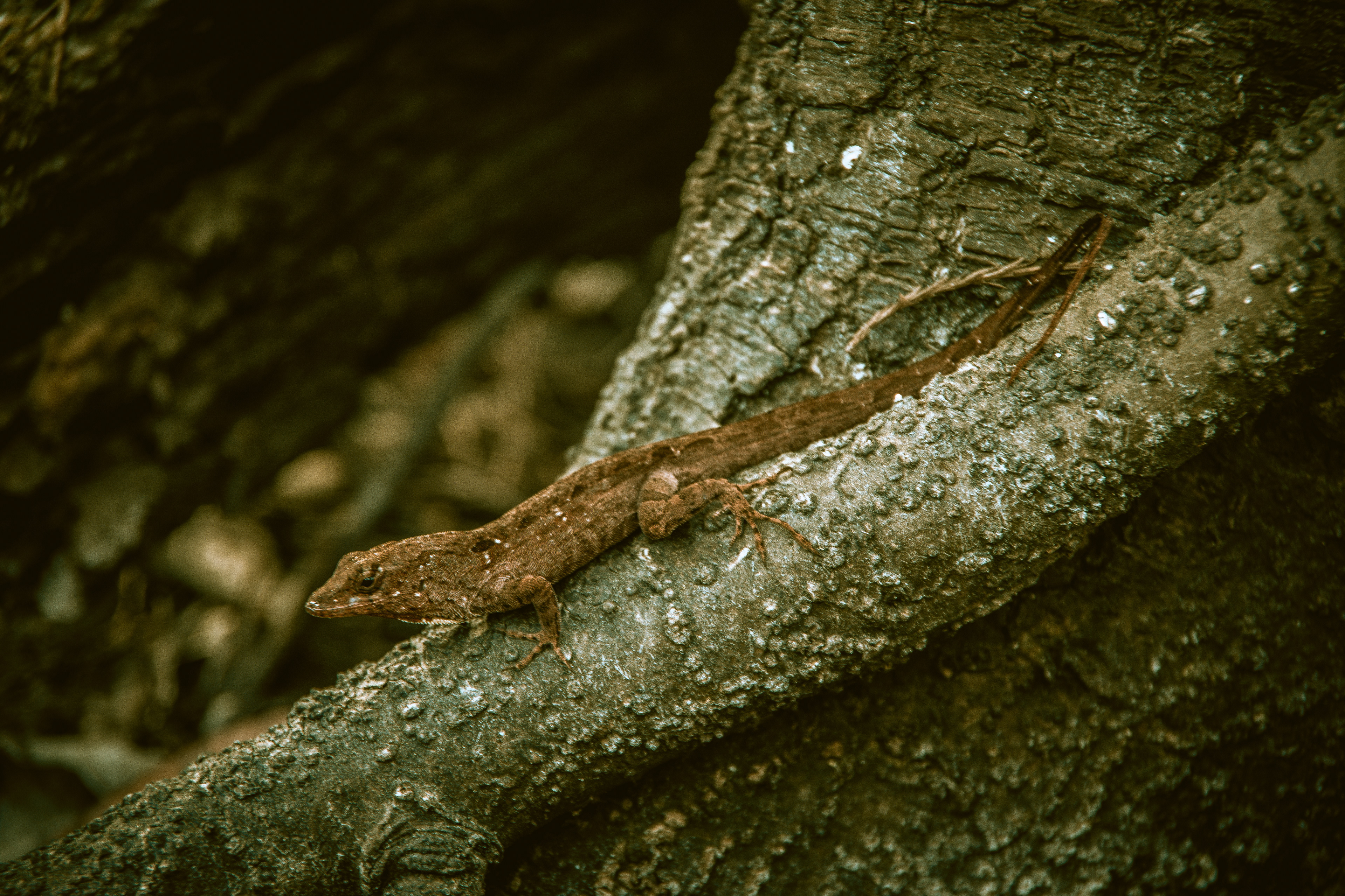 Disney World February 2021   III