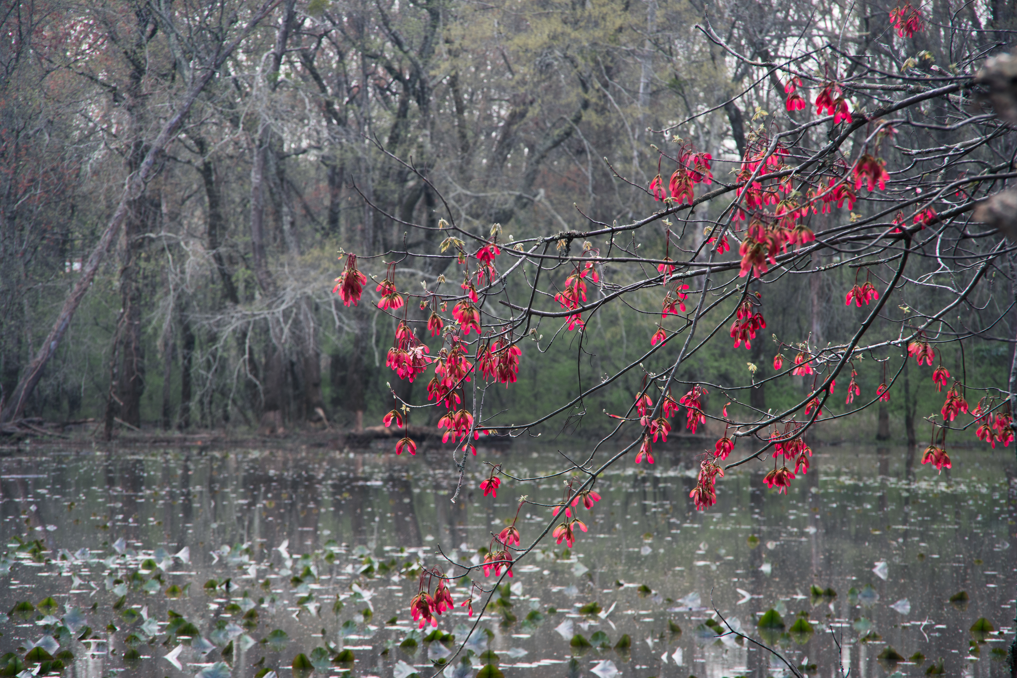 Sandy Creek Nature Center March 2021