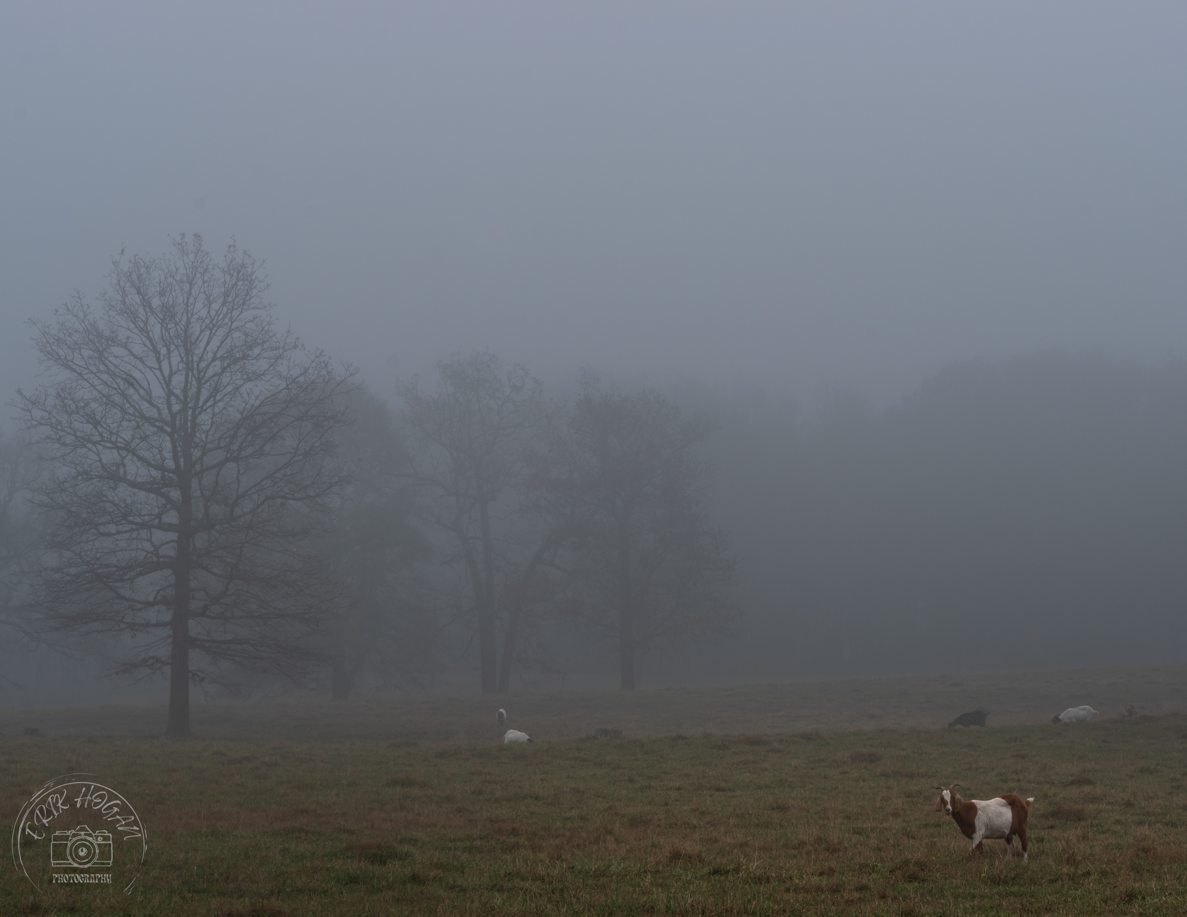 Athens Fog December 2023   III