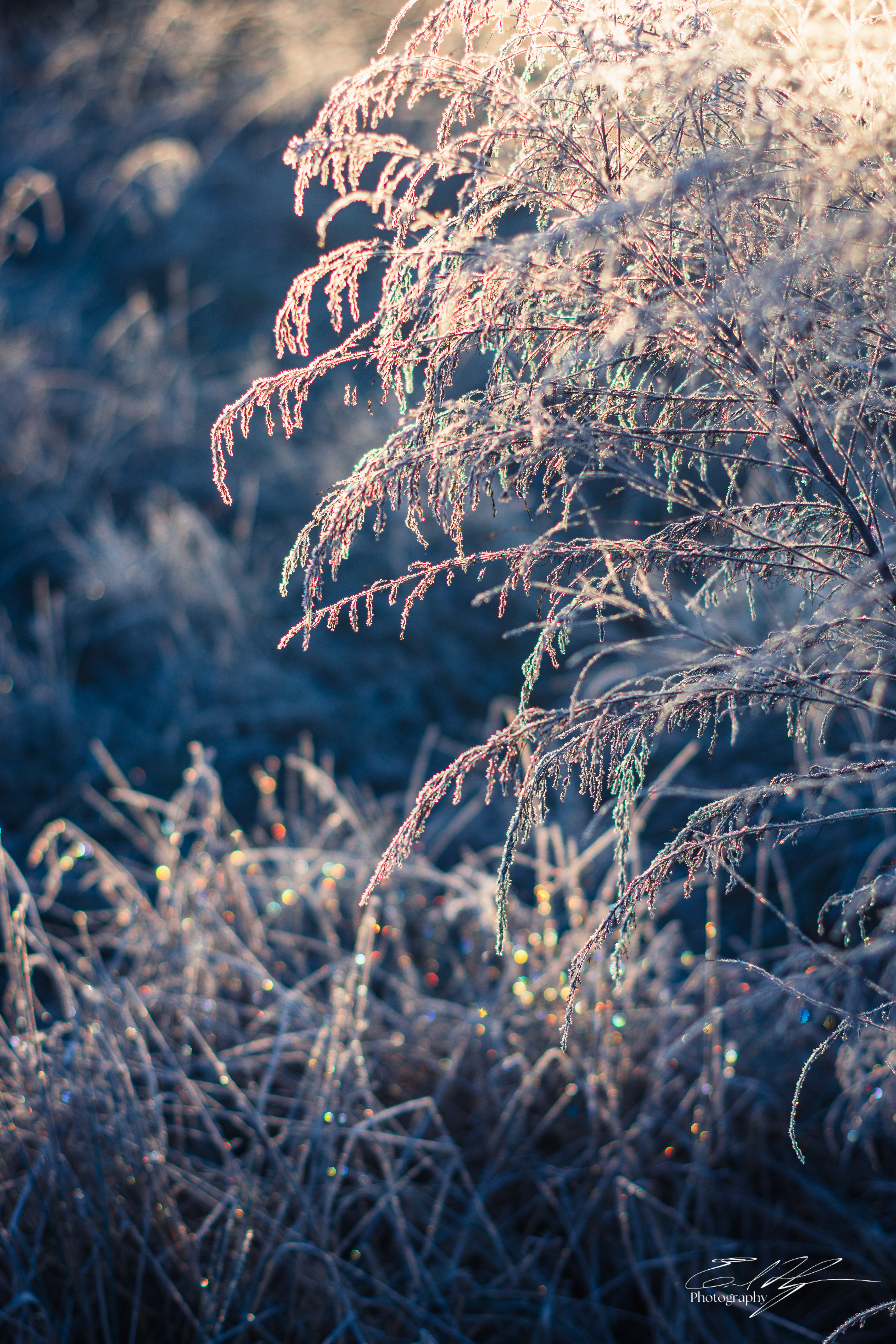 Frosty Sunrise January 2025   V