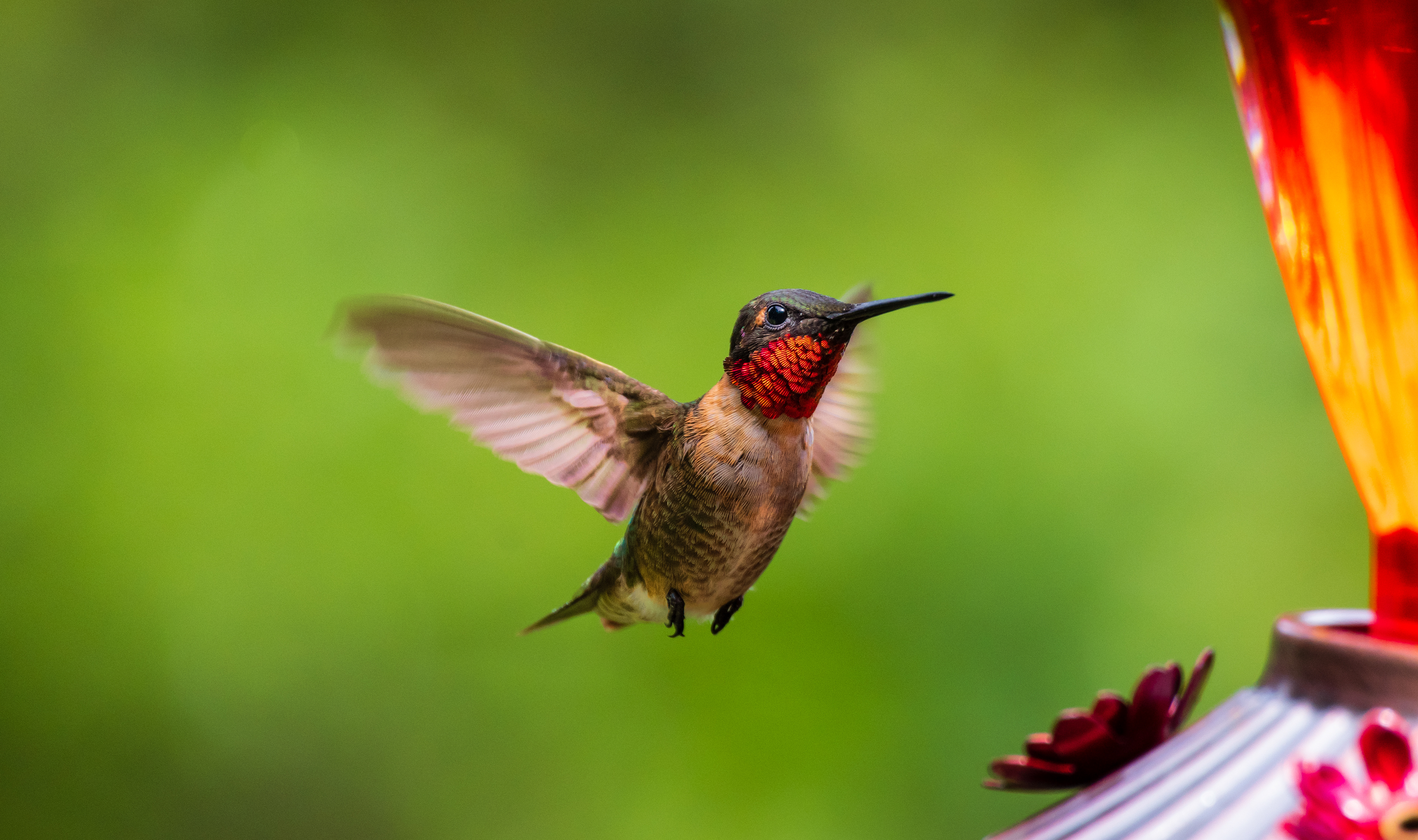 Hummingbird August 2022   II